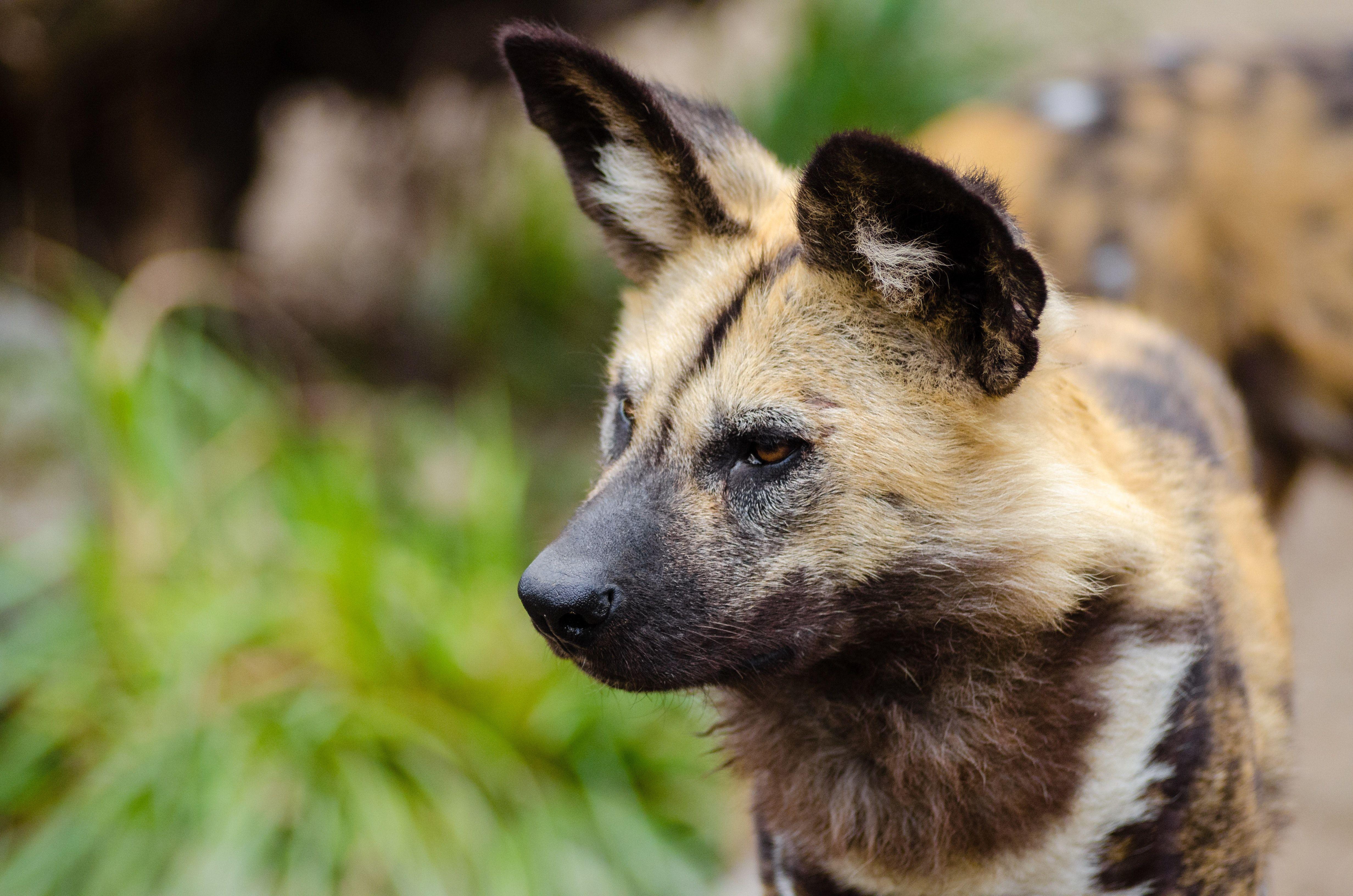 4928x3264 Close Up Photography of African Wild Dog · Free