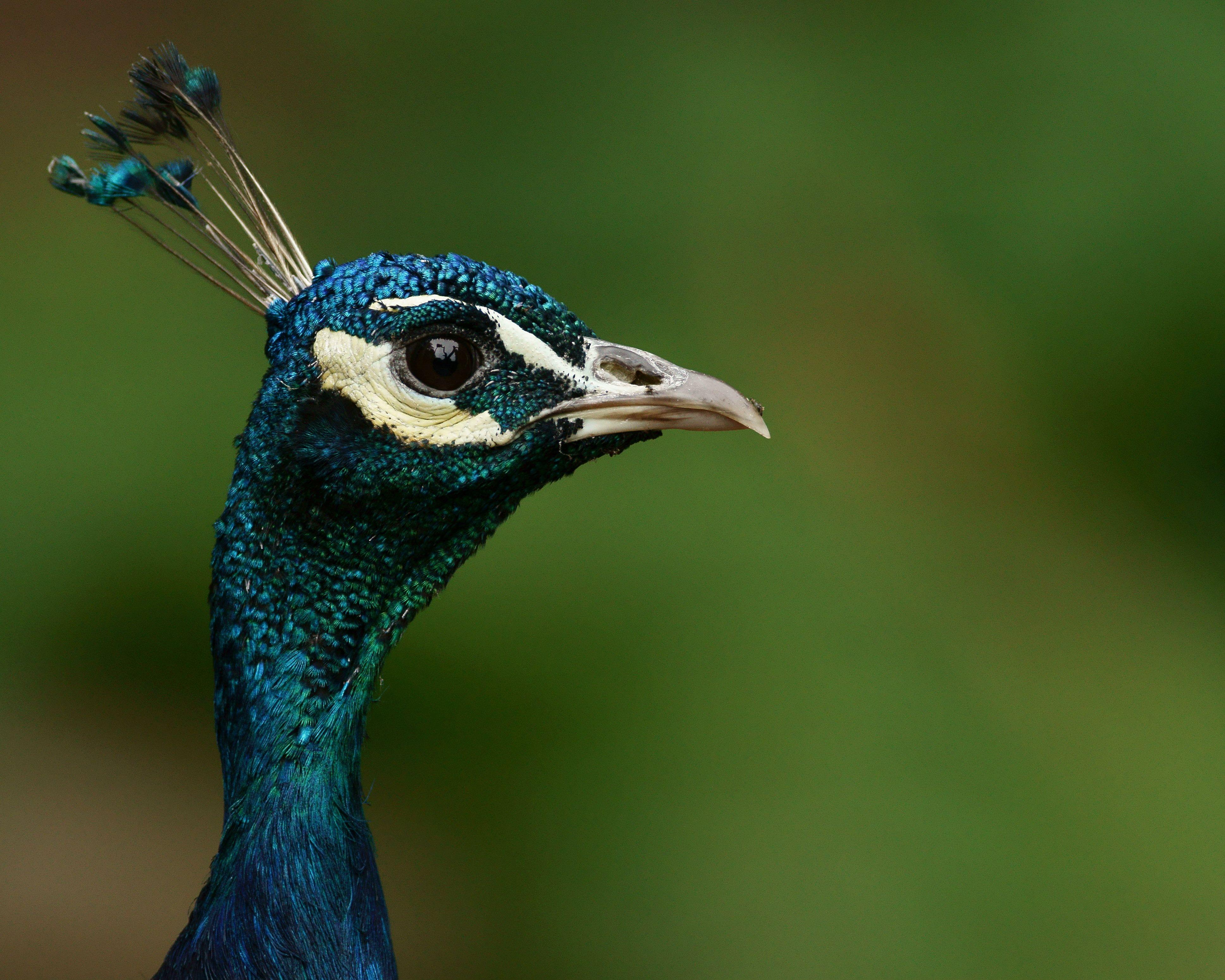 3873x3099 Wildlife photography of blue peacock HD wallpaper