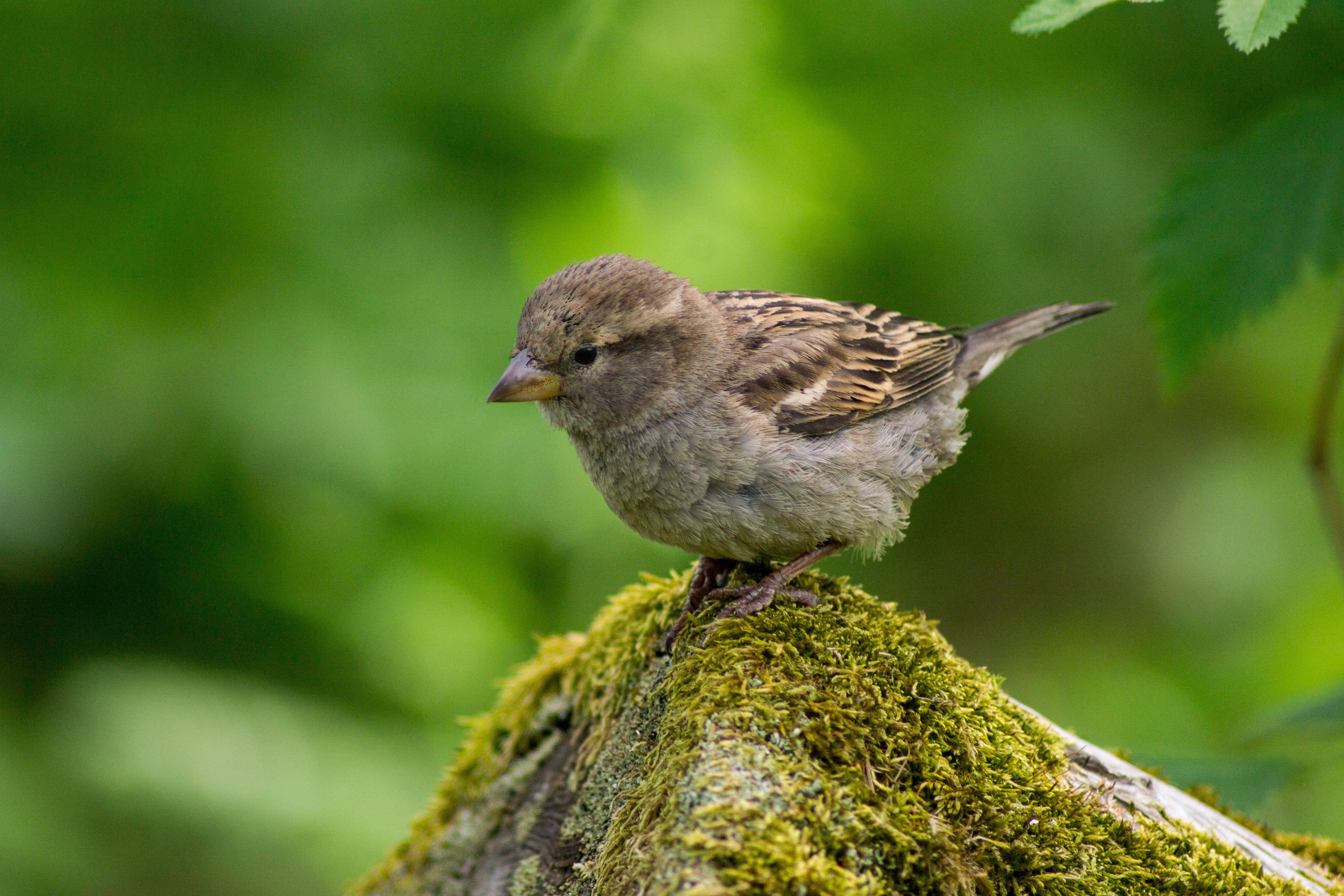4608x3072 Moss #bird #baby Bird #animal #infinityanimal Wildlife Photography