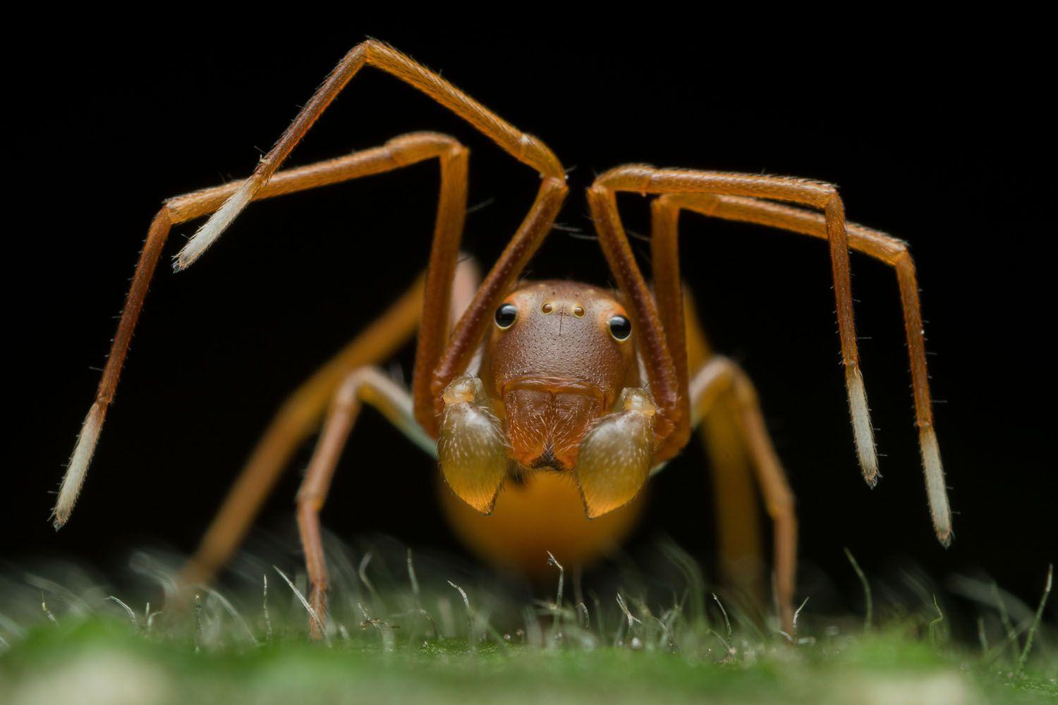 1500x1000 Winners of Wildlife Photographer of the Year 2019