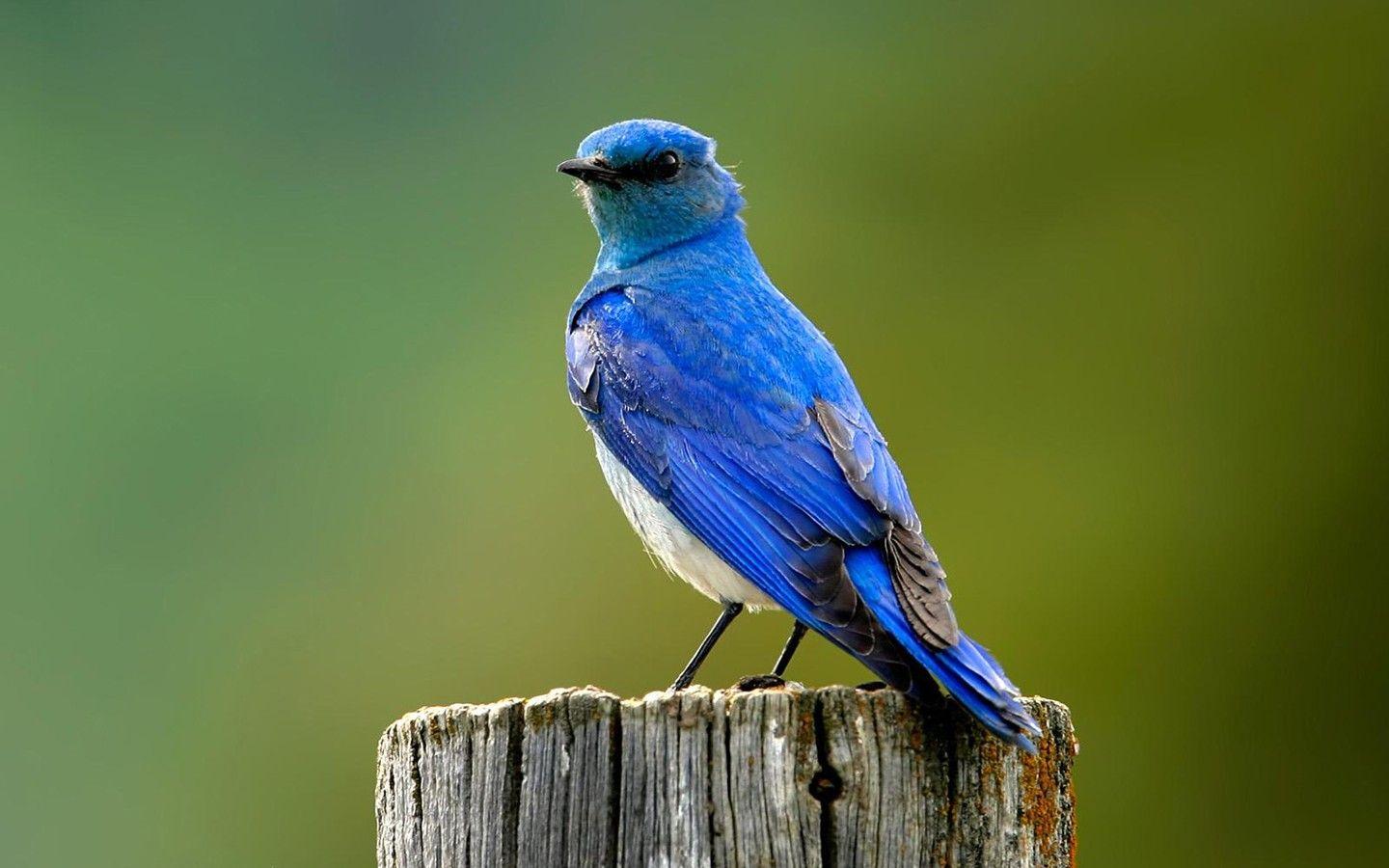 1440x900 宽屏小鸟 Birds Wildlife Birds photography 1440x900 NO