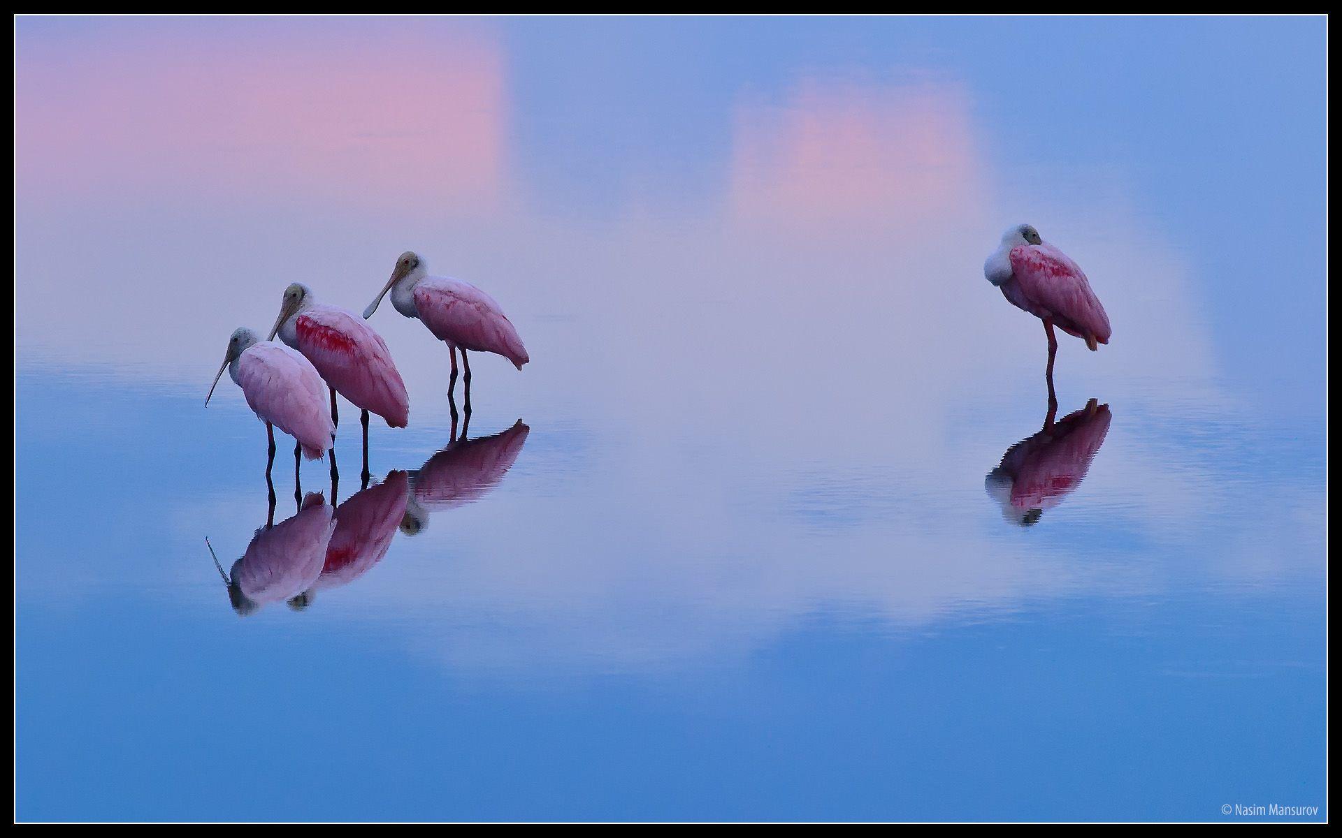 1920x1200 Best Nikon Lenses for Wildlife Photography