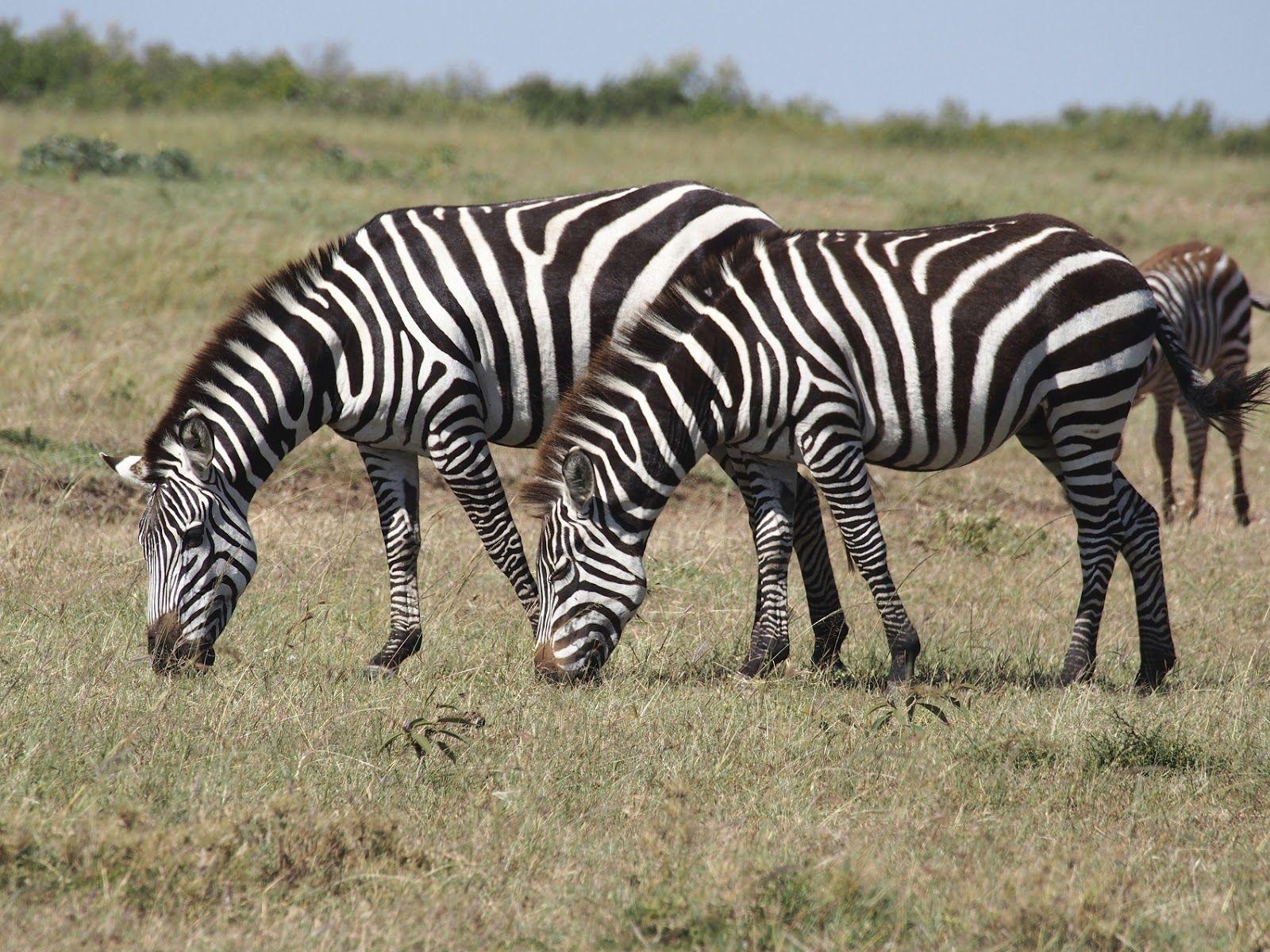 1600x1200 PHOTOGRAPHY PLUS: HD Image of the Wild Animals, Wallpaper