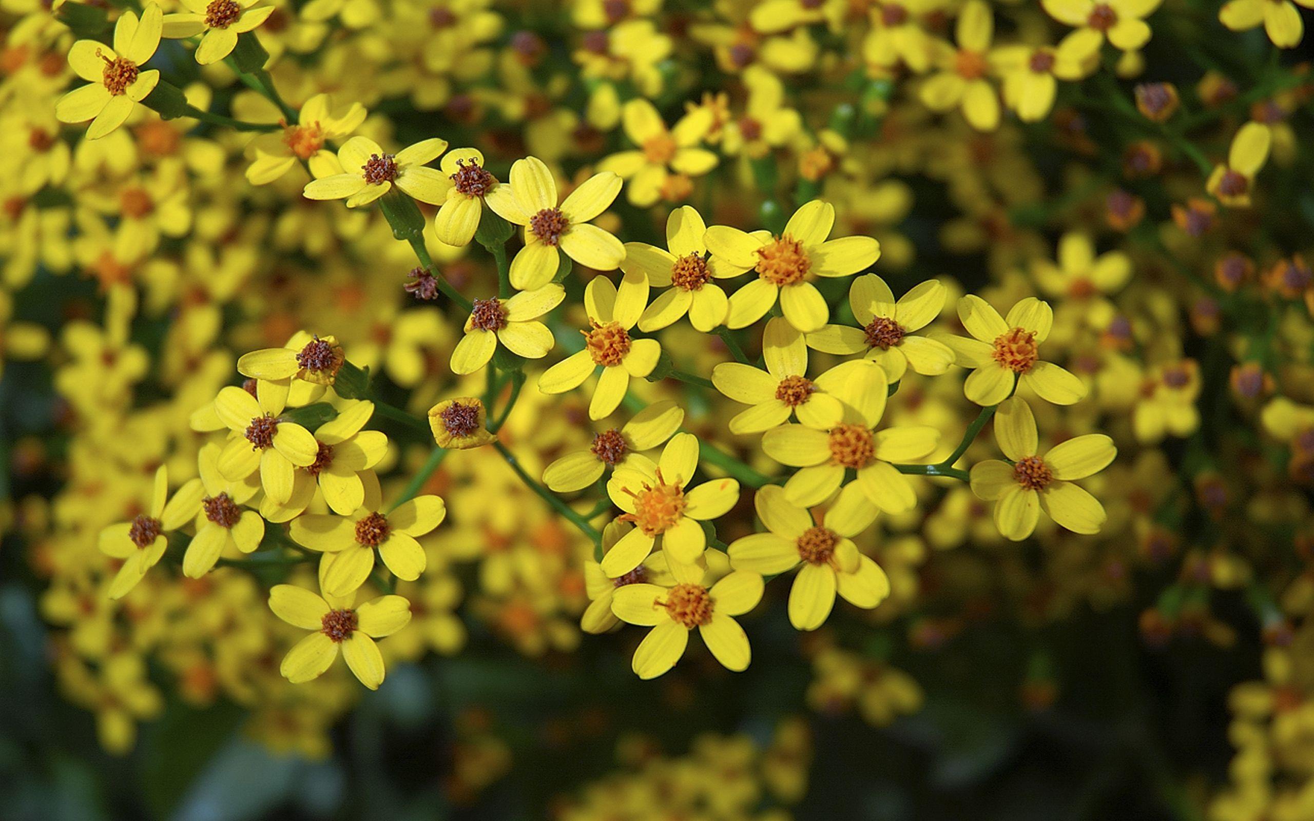 2560x1600 Ethiopian New Year Flower Picture 9 :
