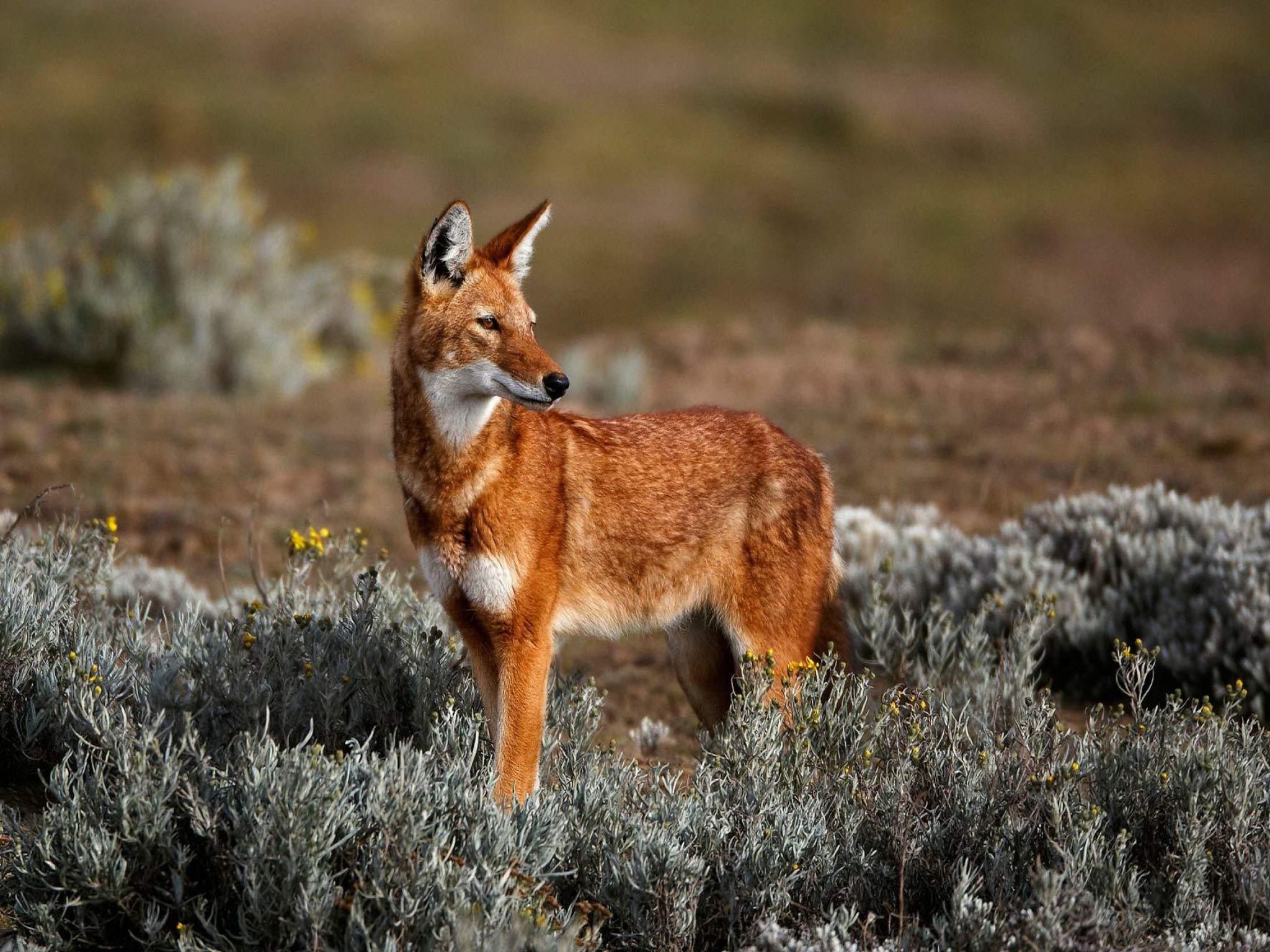 2048x1536 Hd ethiopian wolf picture