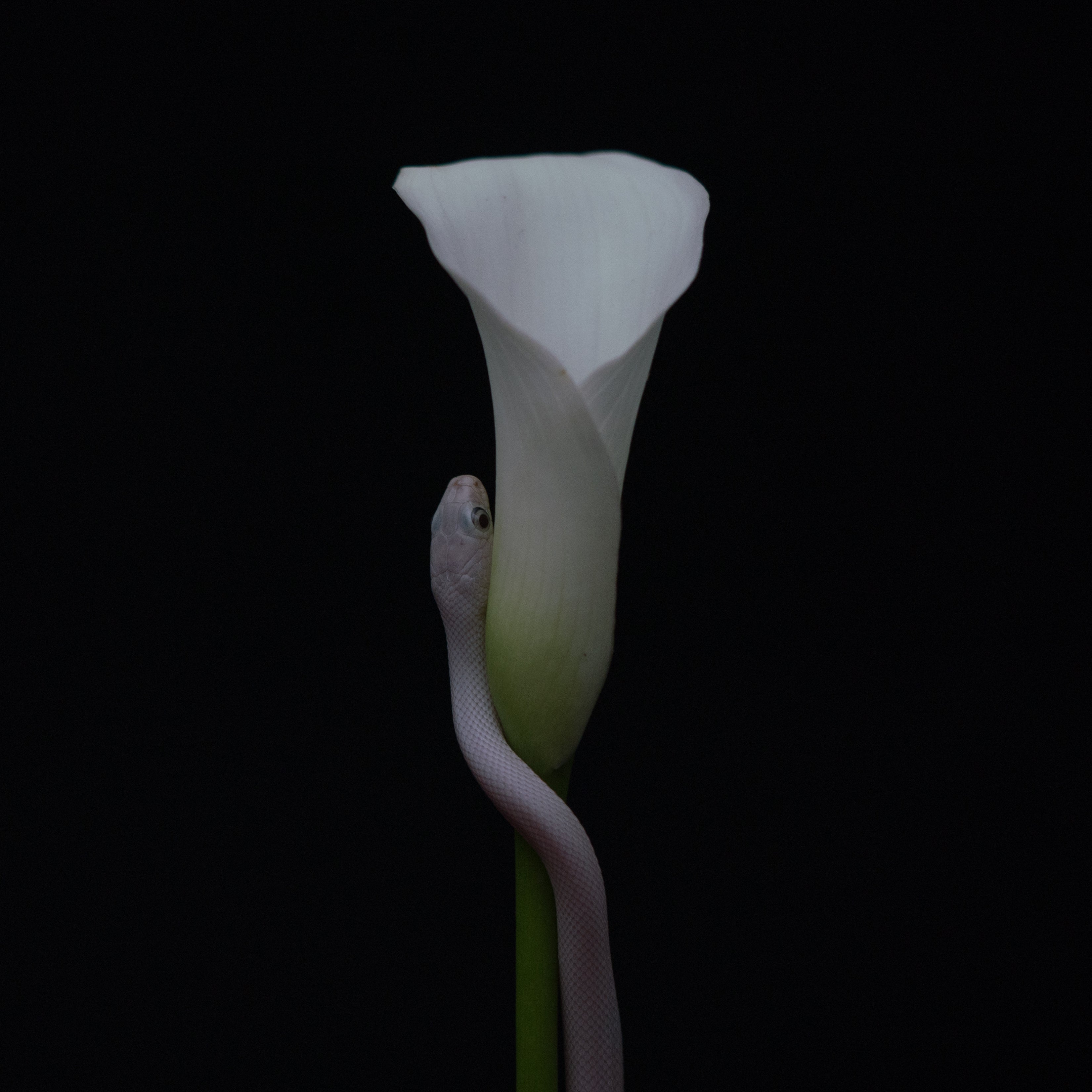 3301x3301 New Album Parrhesia