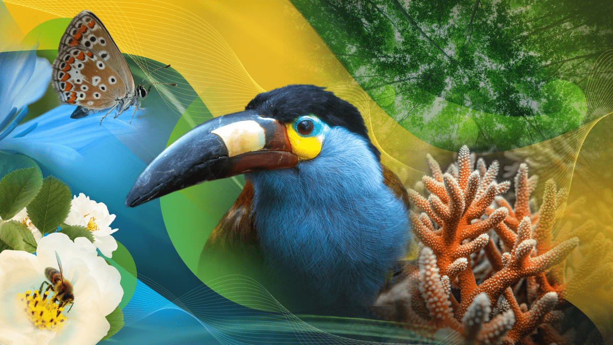 1200x675 ways to protect wildlife