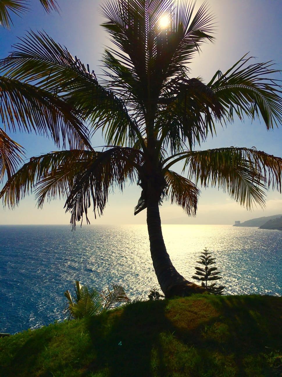 970x1293 Nature, Tenerife, Palm, Canary Islands, Palm Tree