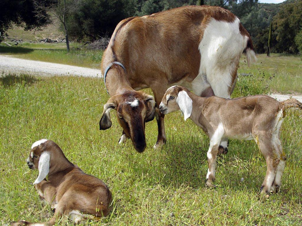 1024x768 Baby goat wallpaper