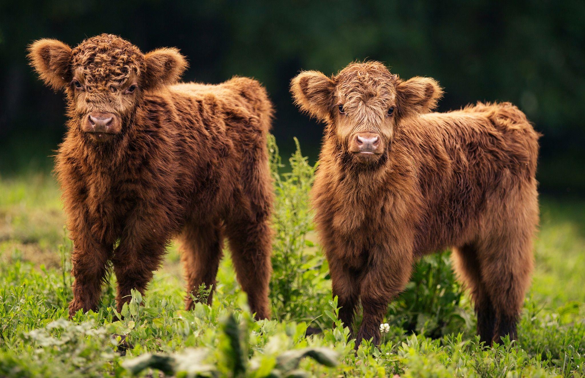Baby Cow Wallpapers Top Free Baby Cow Backgrounds WallpaperAccess Baby Cow Wallpapers Top Free Baby Cow Backgrounds WallpaperAccess