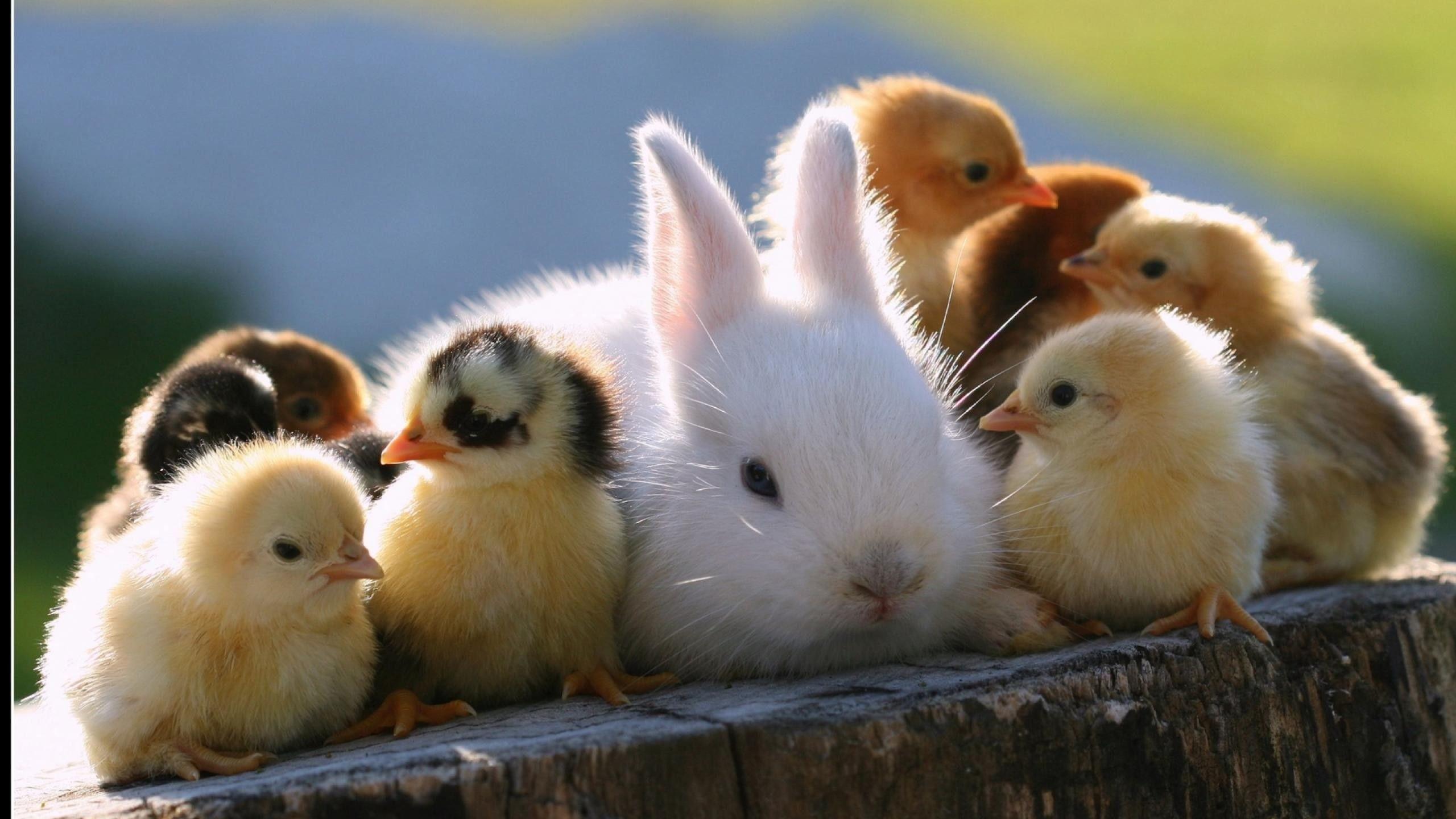 2560x1440 Cute Baby Rabbits HD Wallpaper For Pc 9811