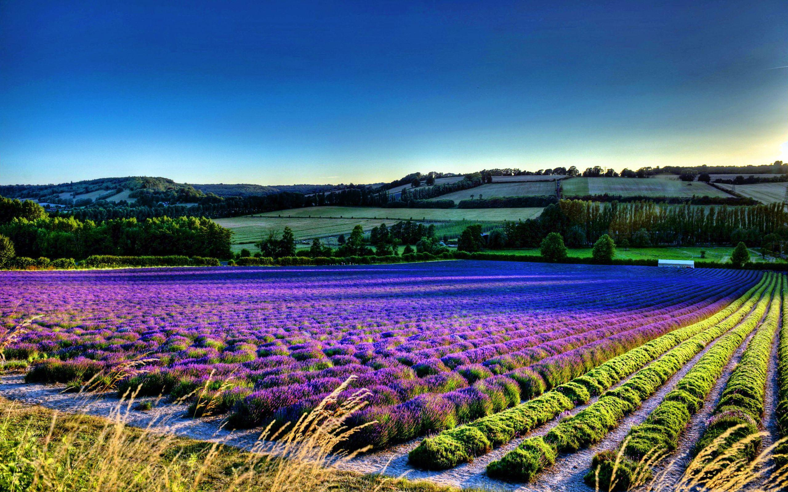 2560x1600 purple flower field background HD wallpaper high definition