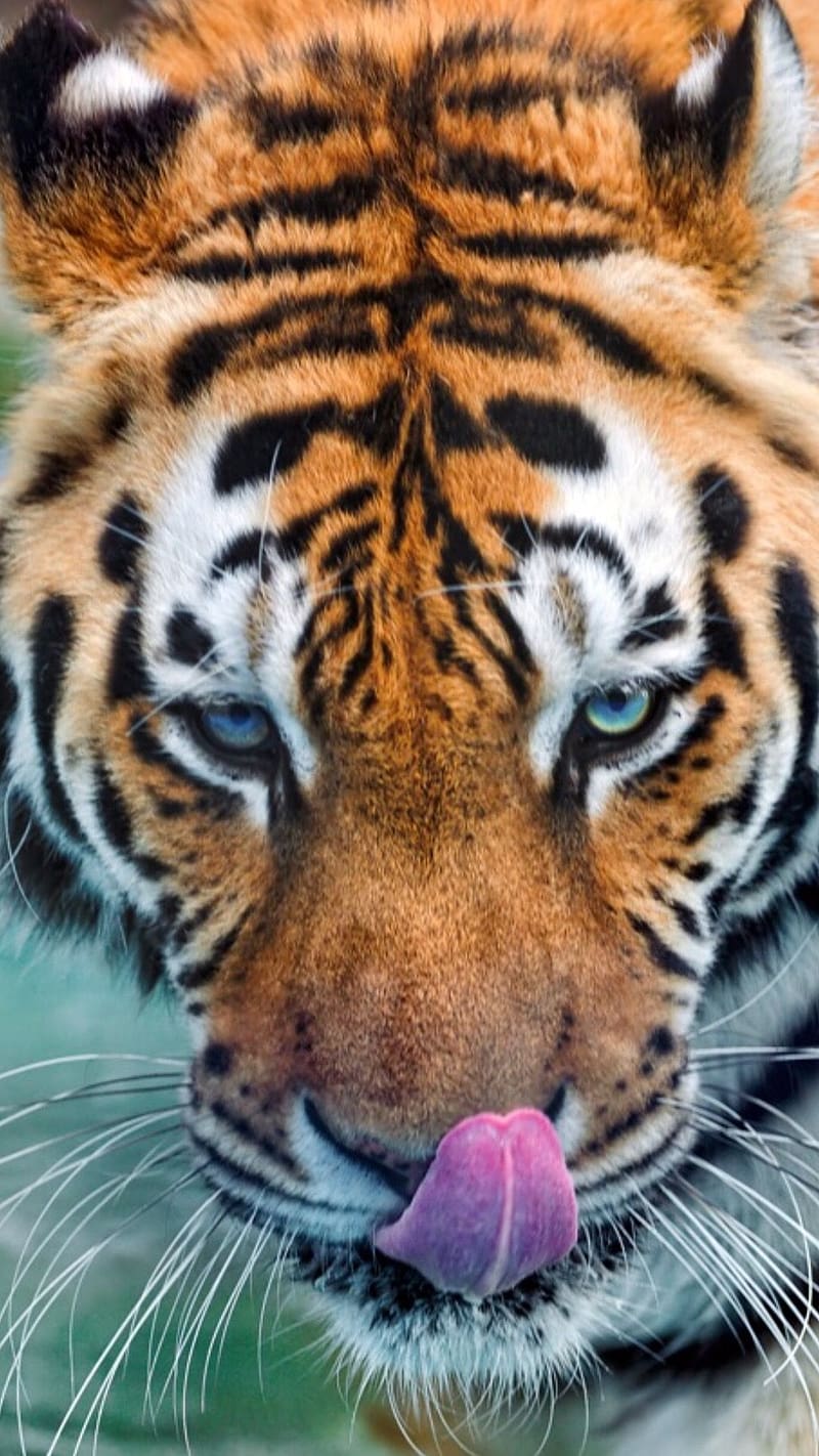 800x1422 Tiger Lion, Bengal Tiger With Tongue Out, anger look, cat family, wild animal, HD phone wallpaper
