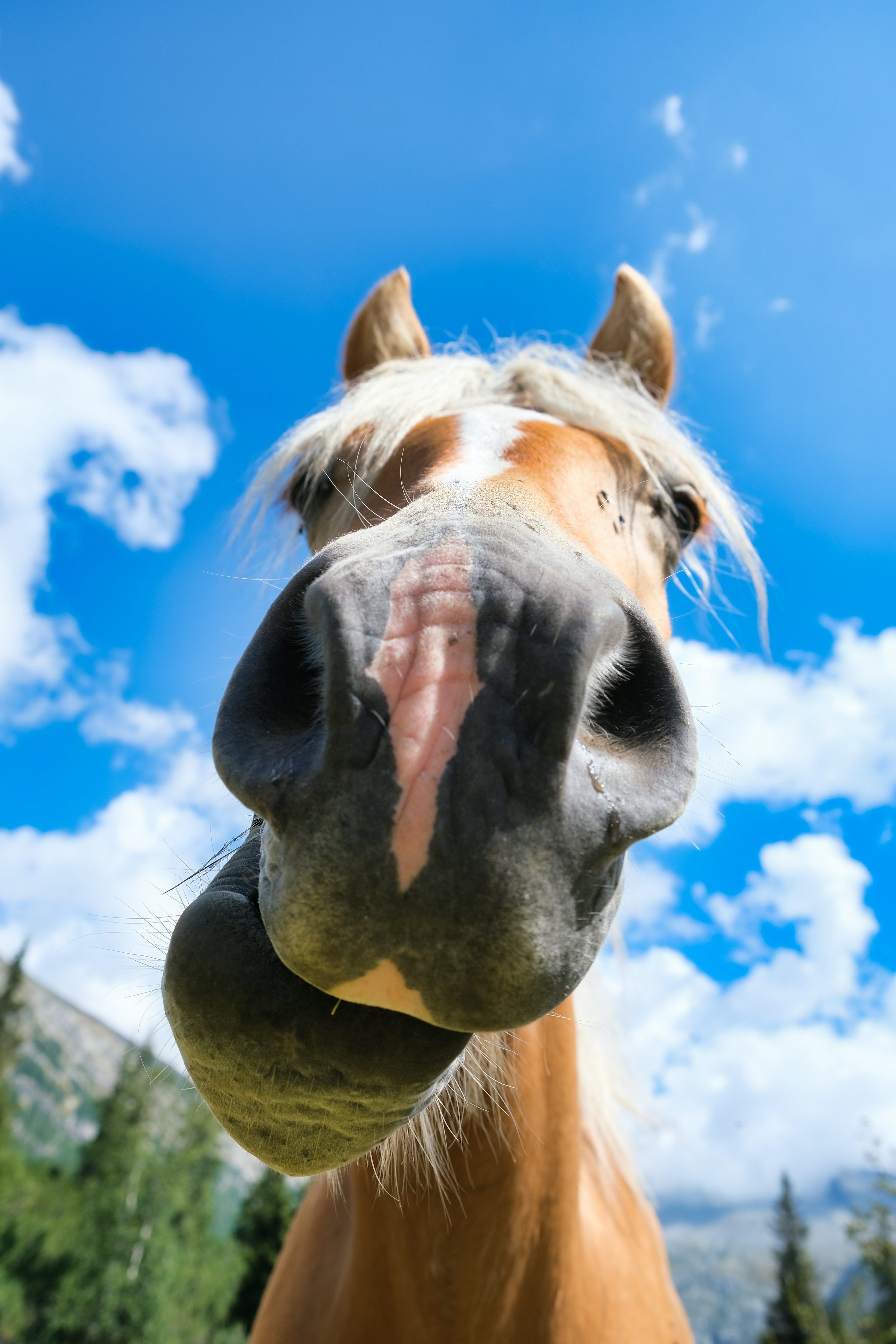 3000x4500 A horse with its tongue out photo