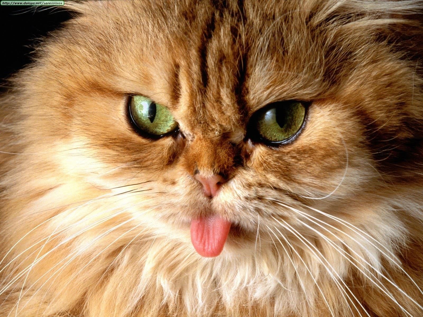 1600x1200 Help! Stop My Cat From Peeing on the Carpet for Pets