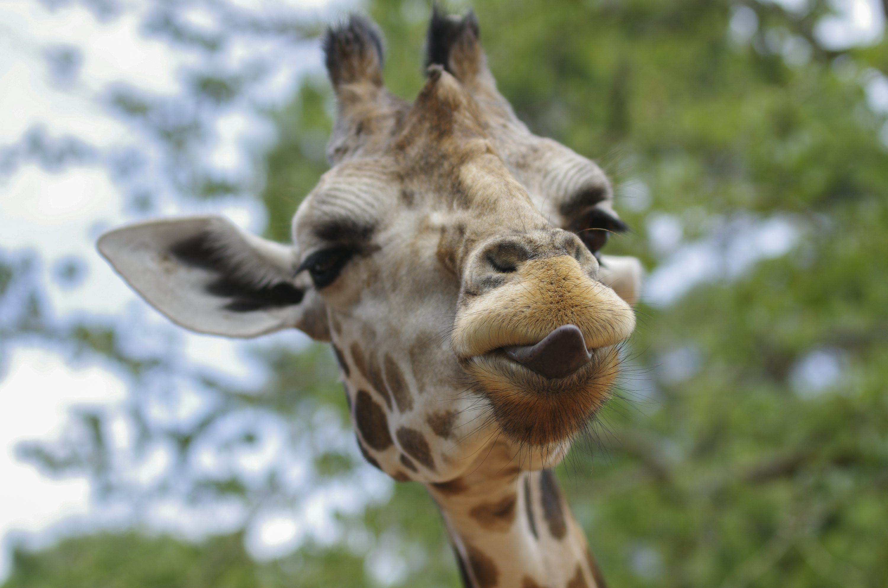 3000x1987 Close Up Photography Of Giraffe With Tongue Out Photo