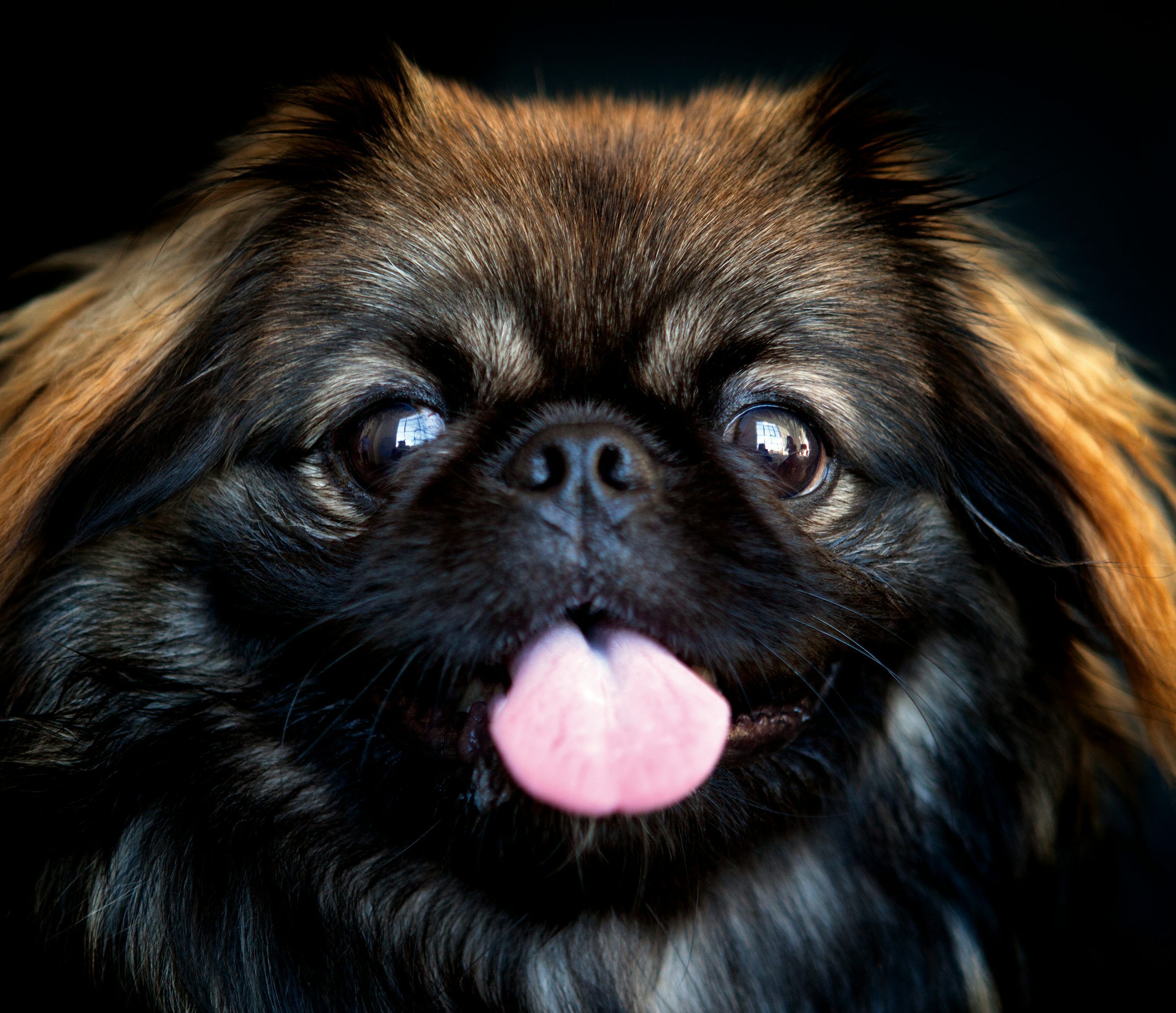 3000x2584 A close up of a dog with its tongue out photo