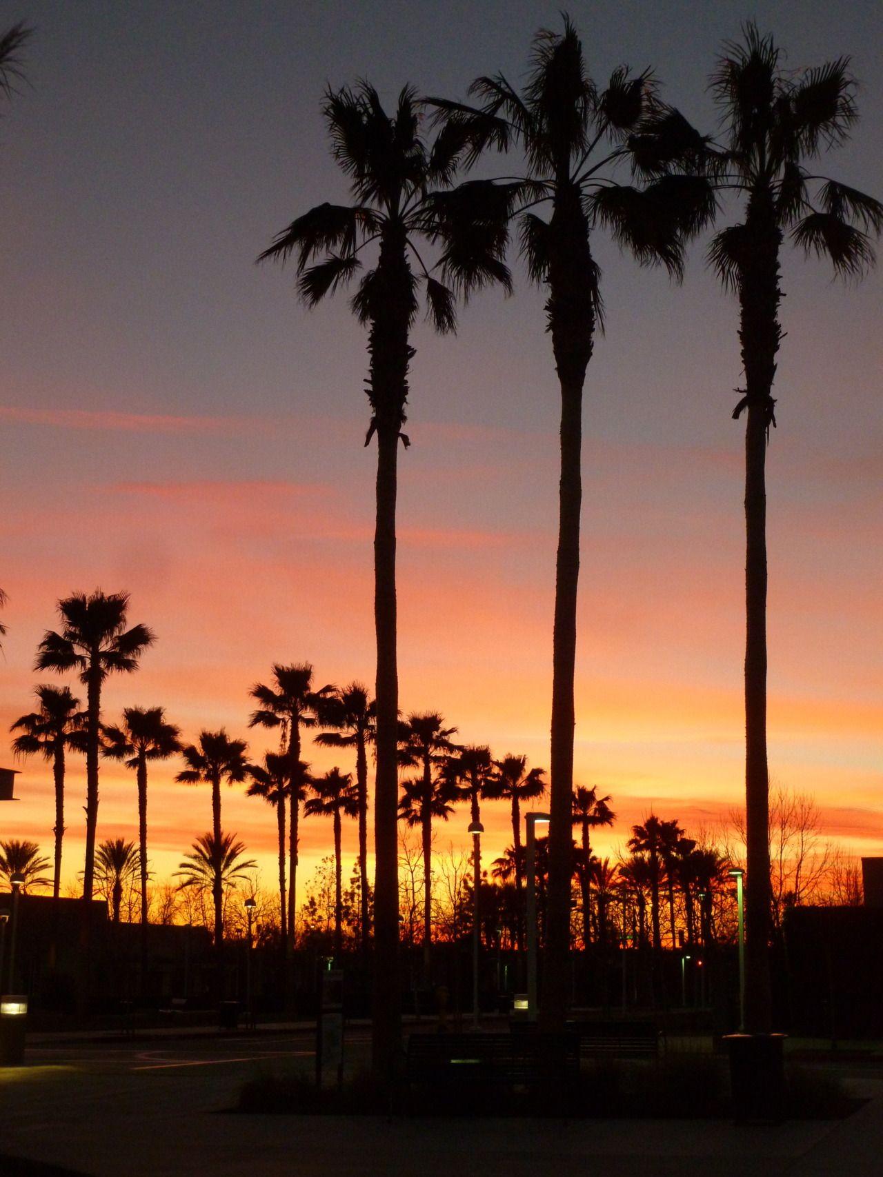 1280x1707 California Palm Trees Sunset Tumb HD Wallpaper, Background Image