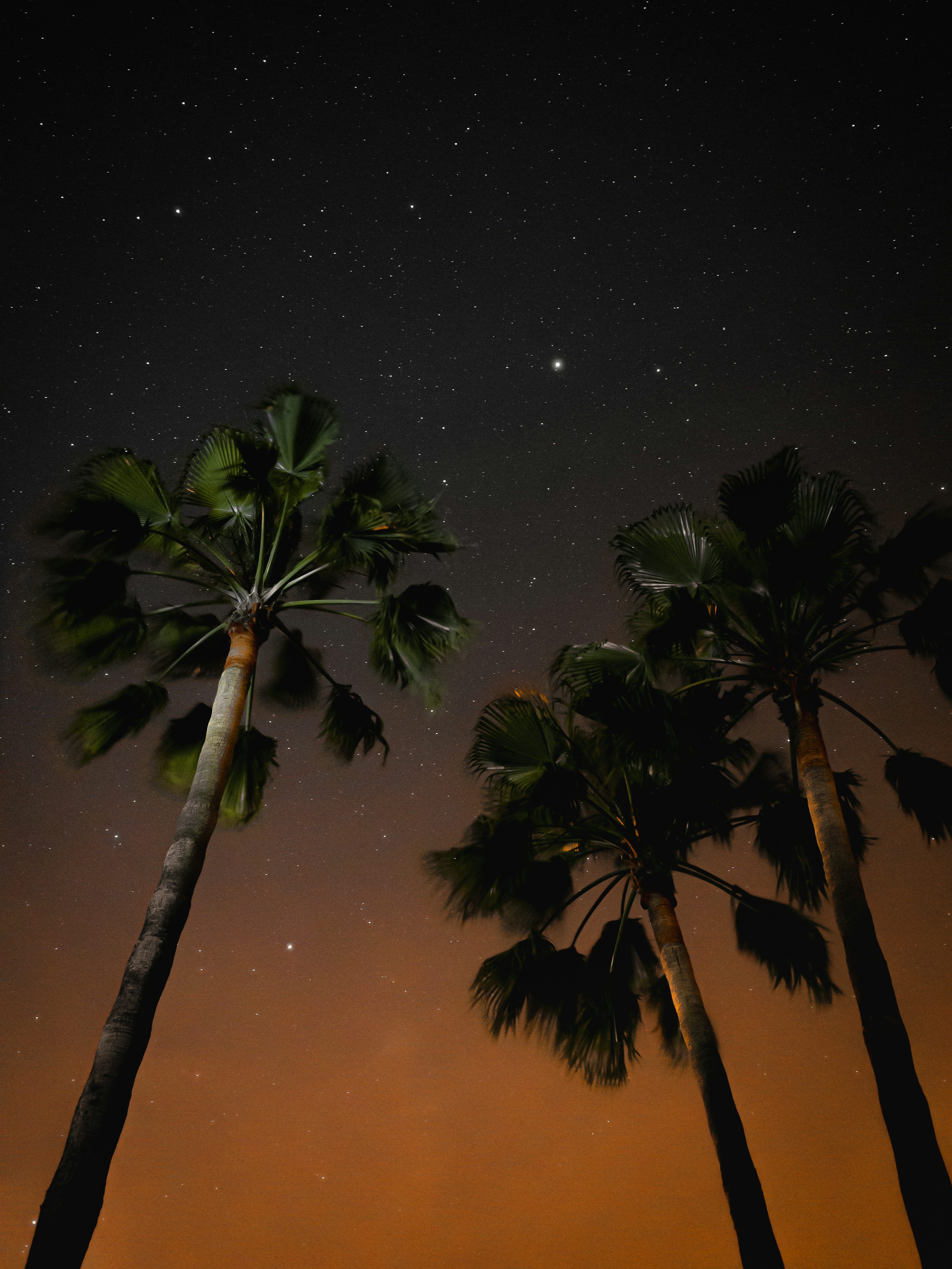 3000x4000 Tropical Night Picture. Download Free Image