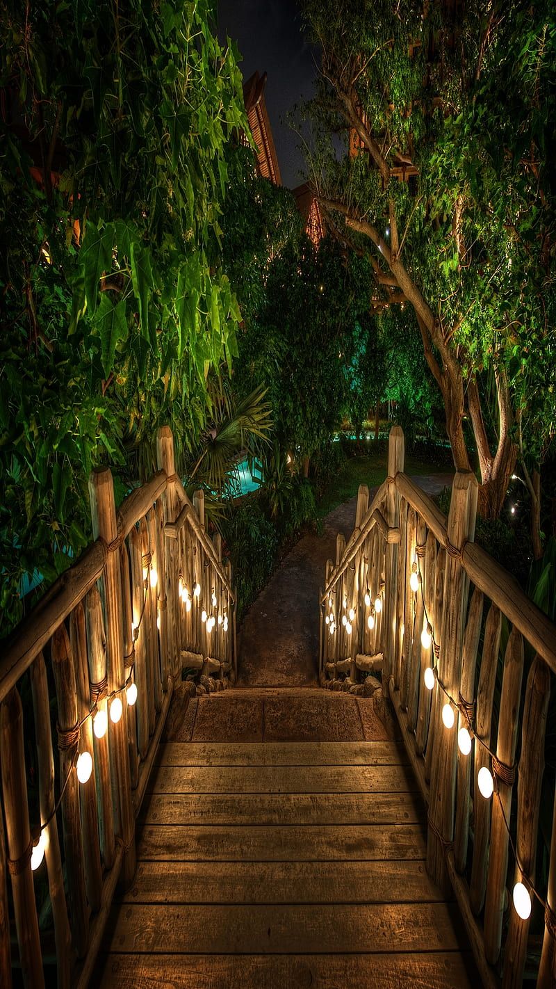 800x1422 Night Path, evening, tropical, HD phone wallpaper