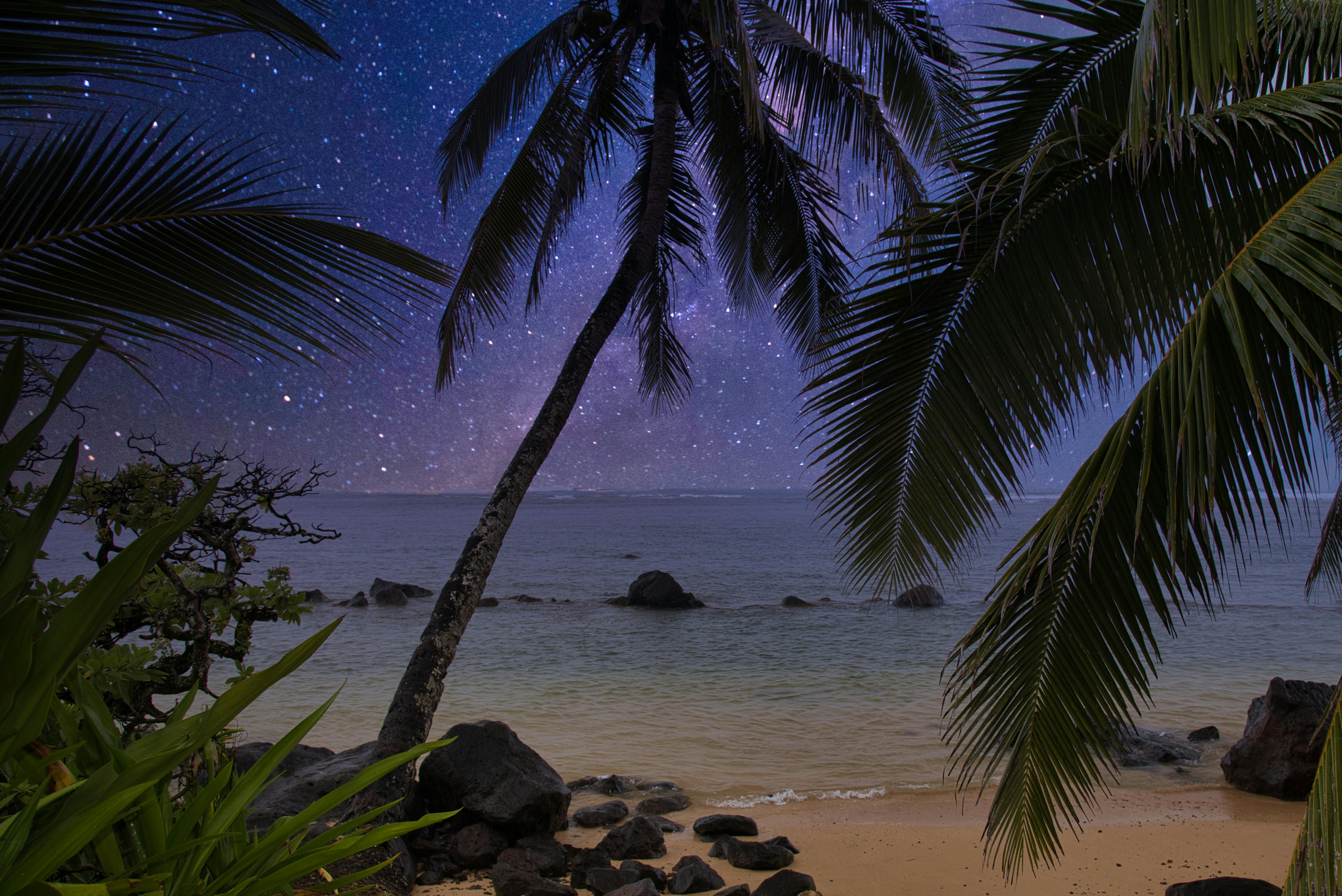 5064x3382 Palm Tree on Beach Shore · Free