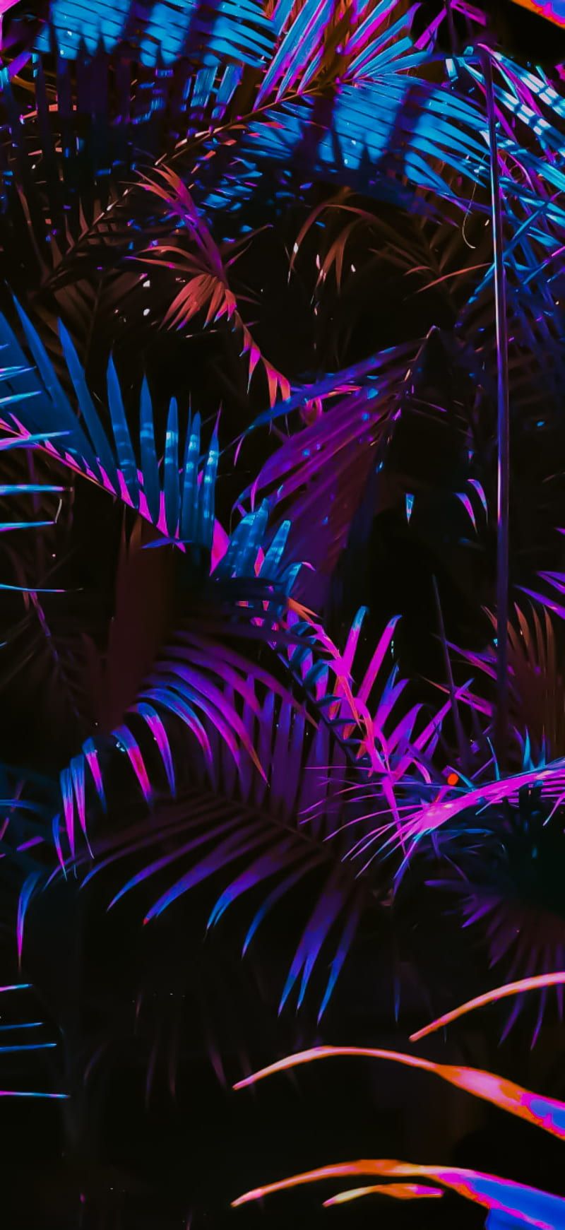 800x1741 HD tropical night wallpaper