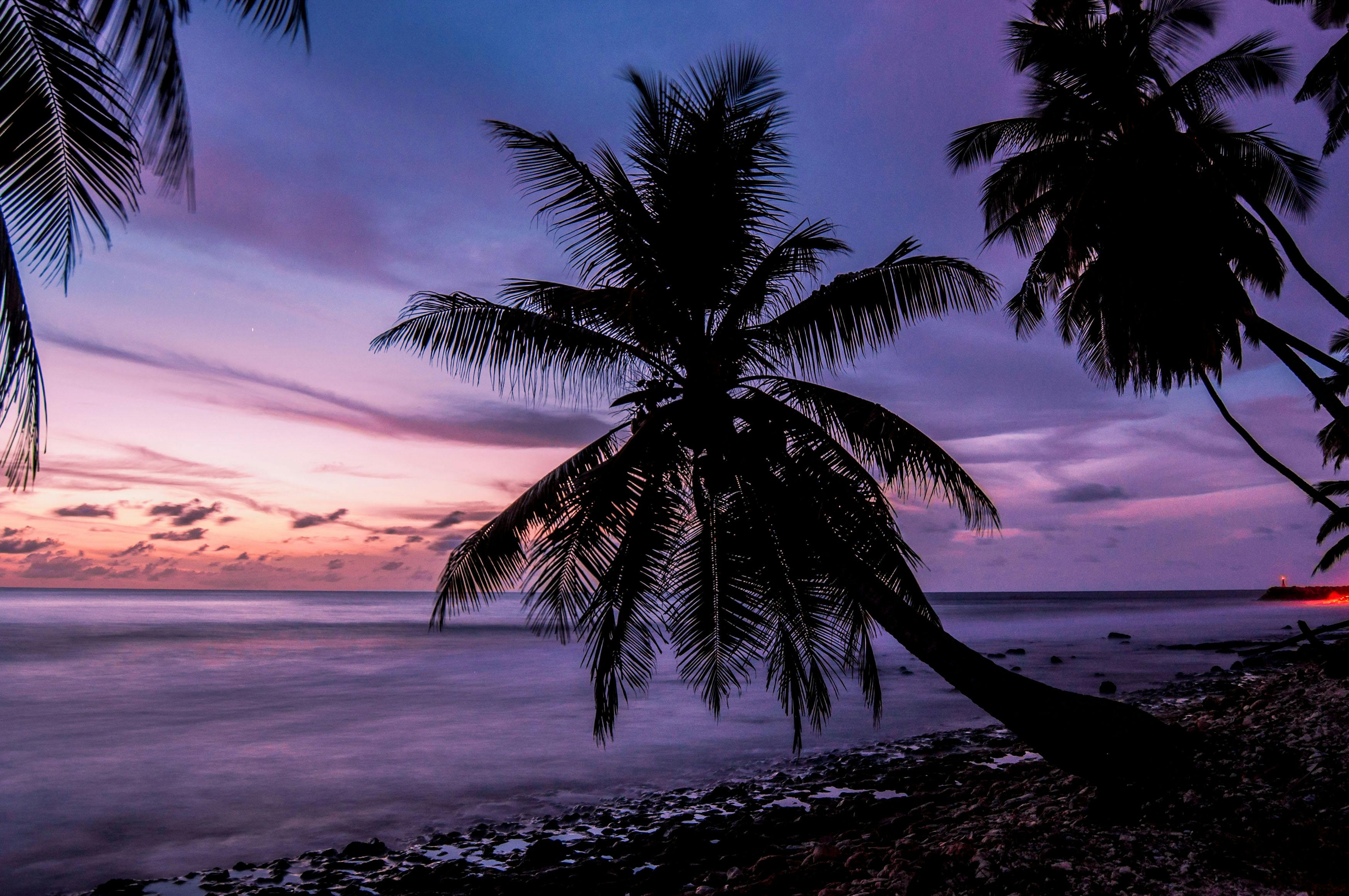 3500x2325 Palm Tree on Beach Shore · Free