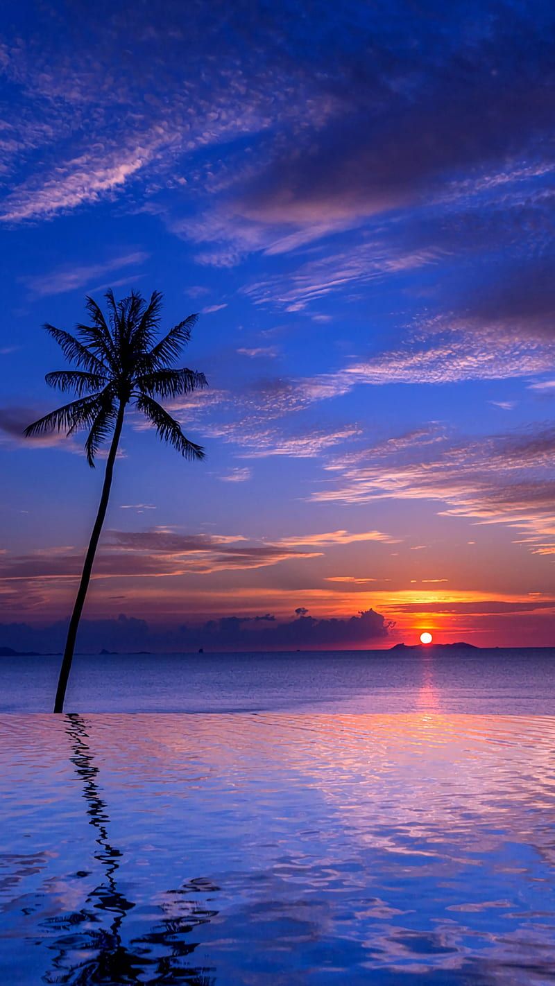 800x1422 Tropical sunset, beach, blue, nature, night, palm, sea, tree, water, HD phone wallpaper