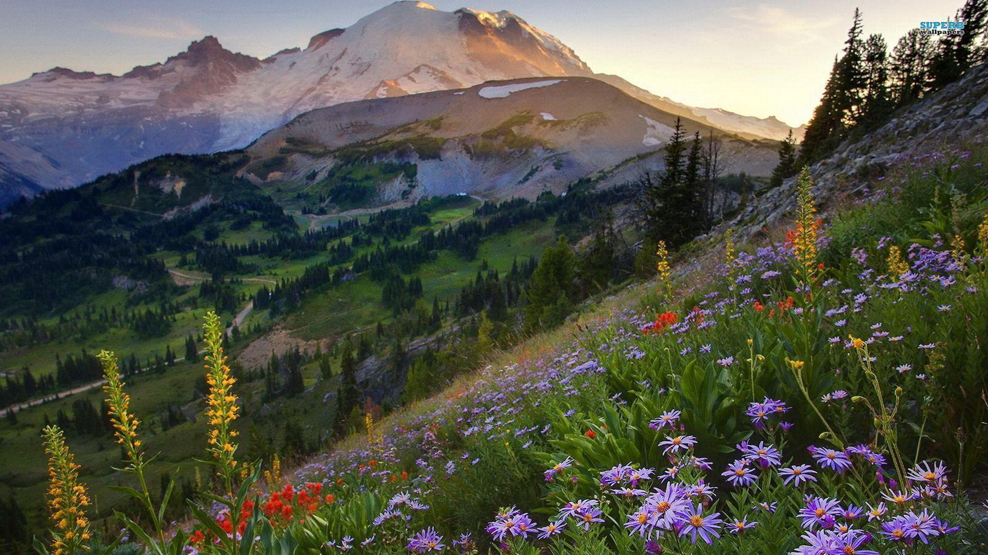 1920x1080 Mount Rainier National Park Wallpaper Rainier National