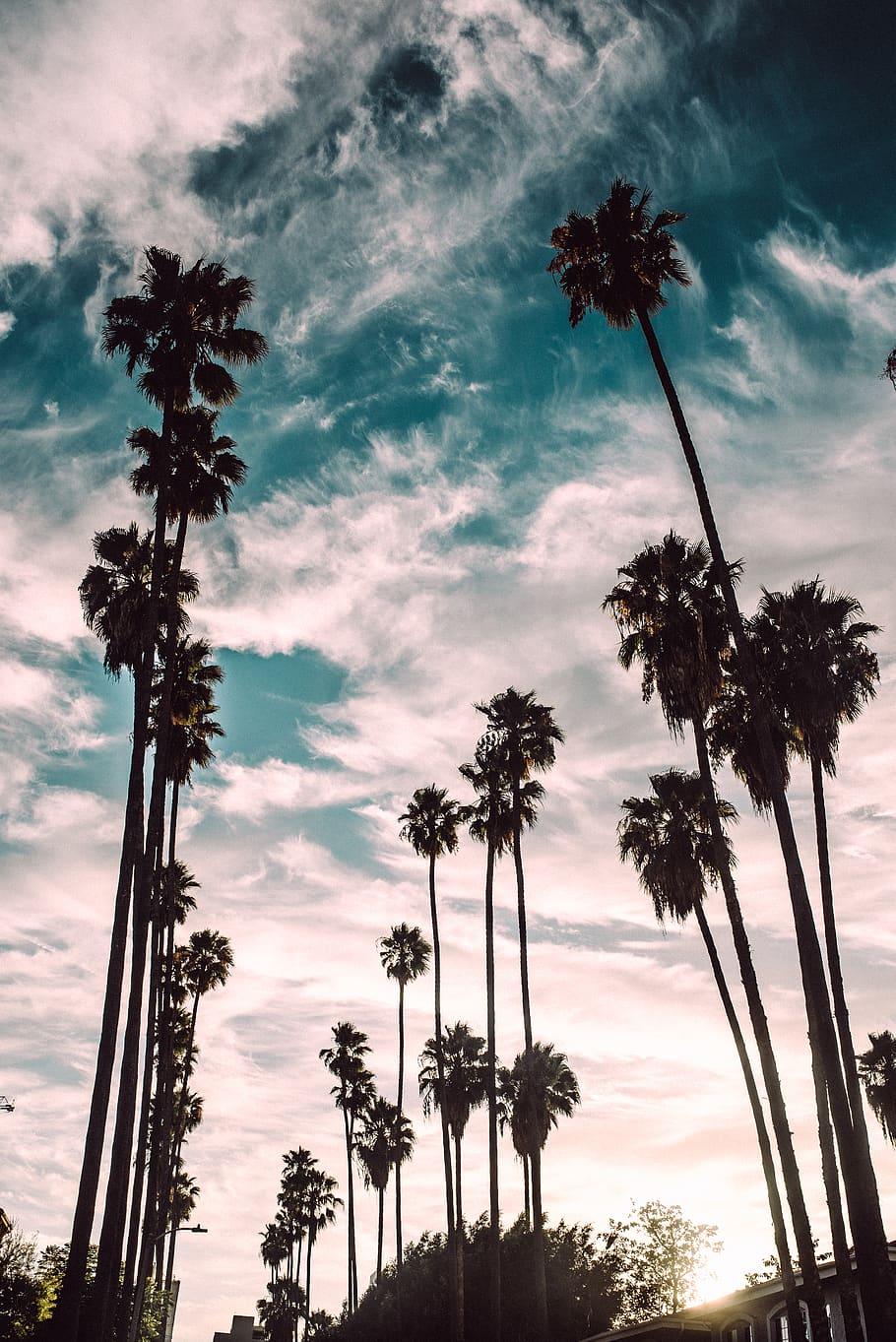 Free download Related Pictures Palm Trees California Dreamin California  Sunset HD [1127x774] for your Desktop, Mobile & Tablet, Explore 48+  California Palm Trees Wallpaper