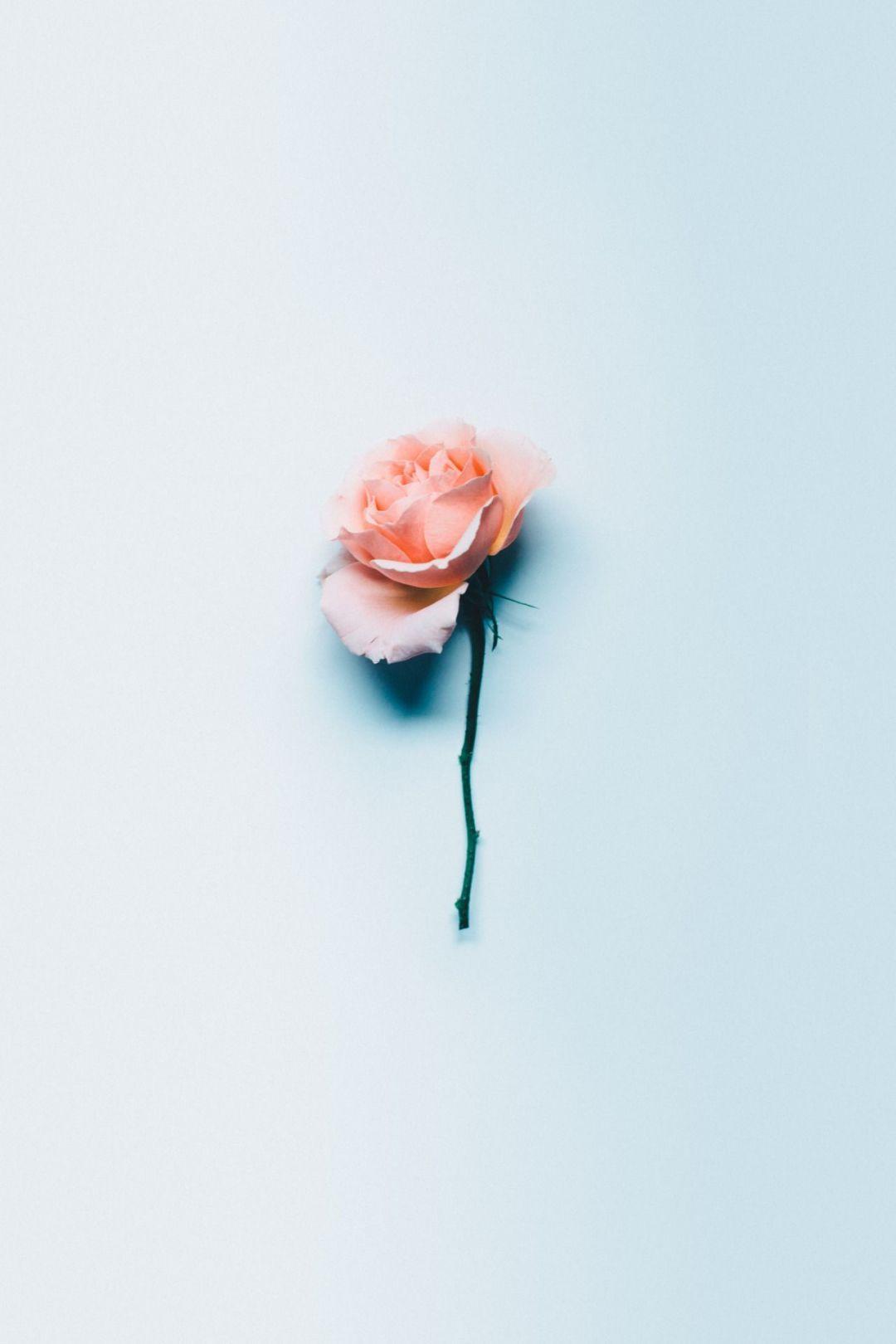 1080x1620 Aesthetic Rose - Android, iPhone, Desktop HD Background
