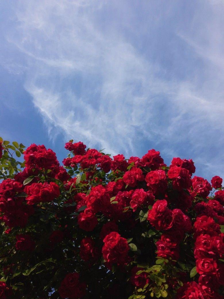 780x1040 Aesthetic Flowers Wallpaper