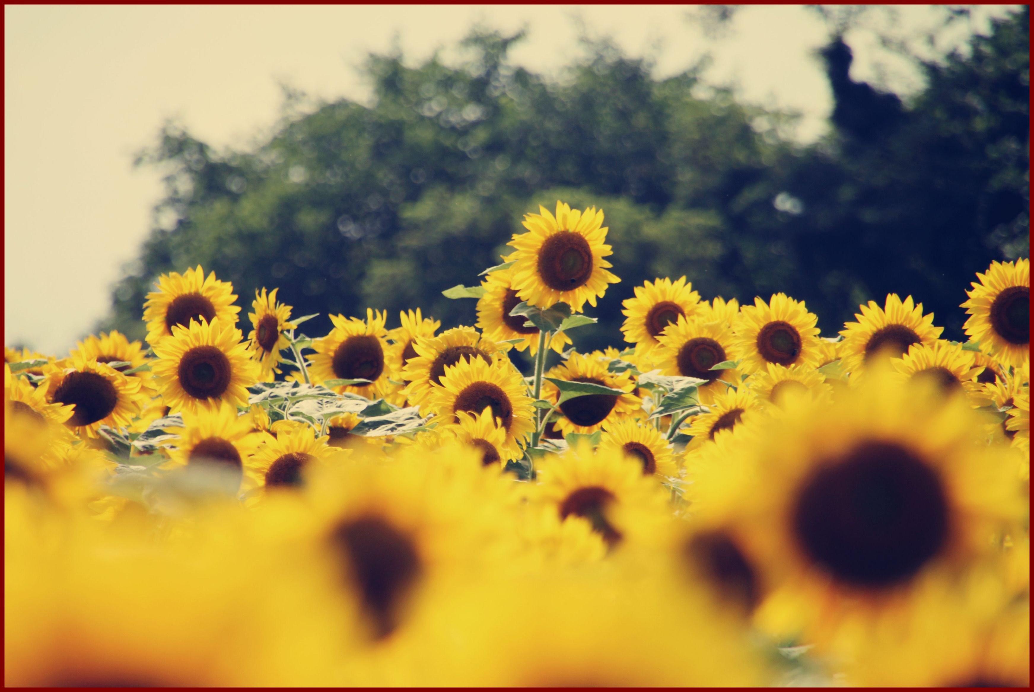 Sunflower Wallpaper Hd Laptop