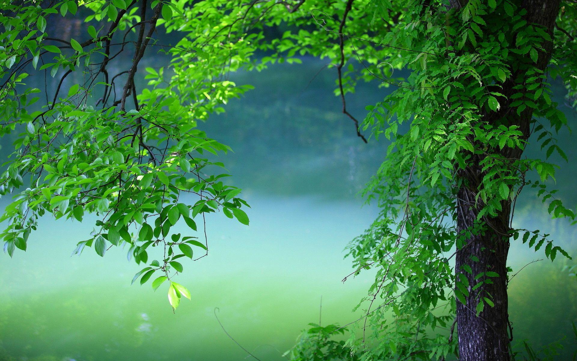 4k Nature Green Wallpapers - Top Free 4k Nature Green Backgrounds