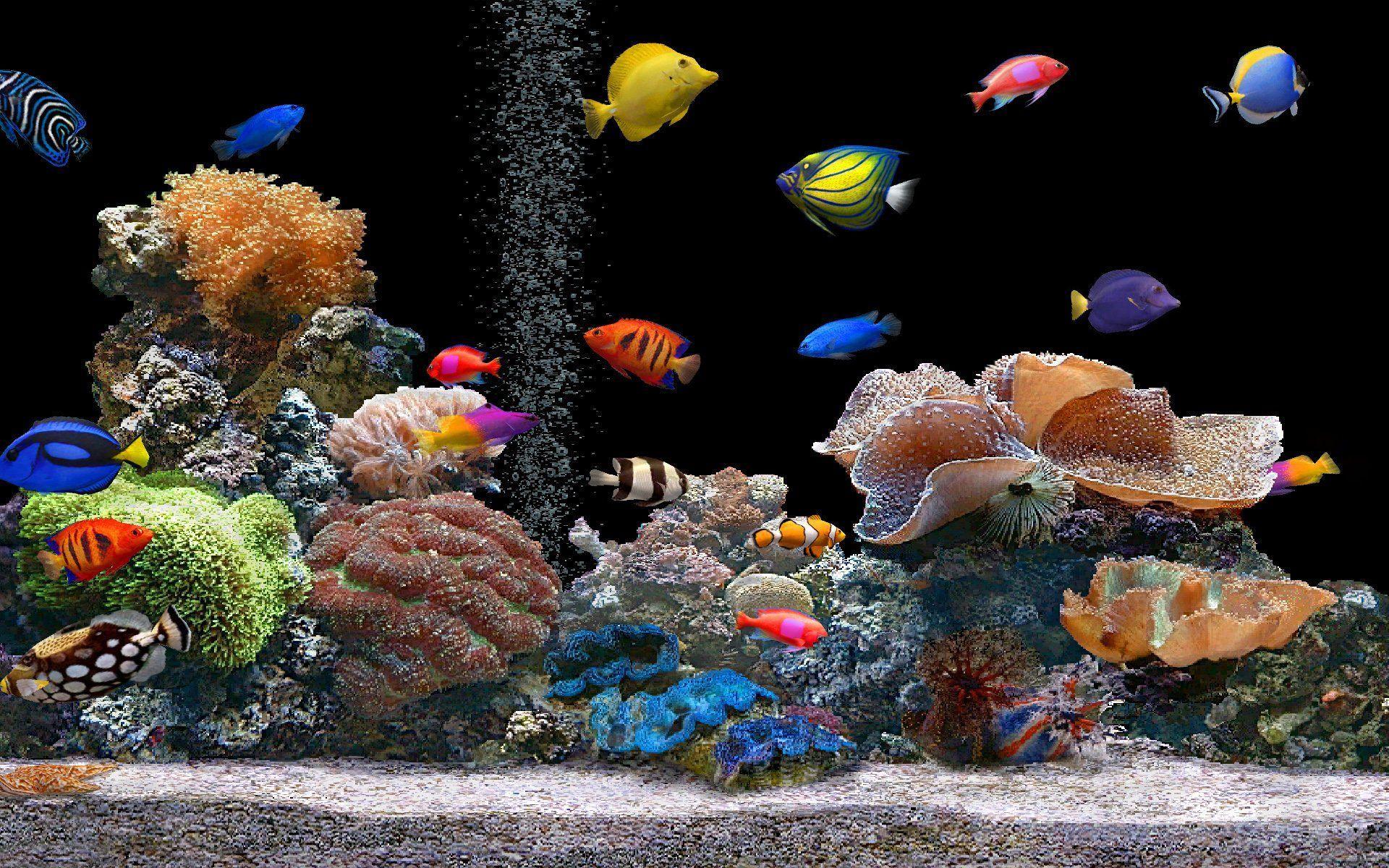 Fish Aquarium Wallpapers - Top Free