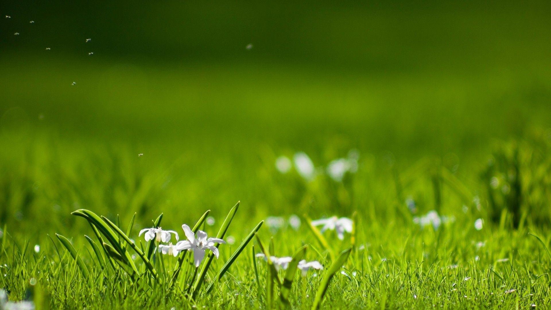 1920x1080 Nature, wallpaper, background, green, bender