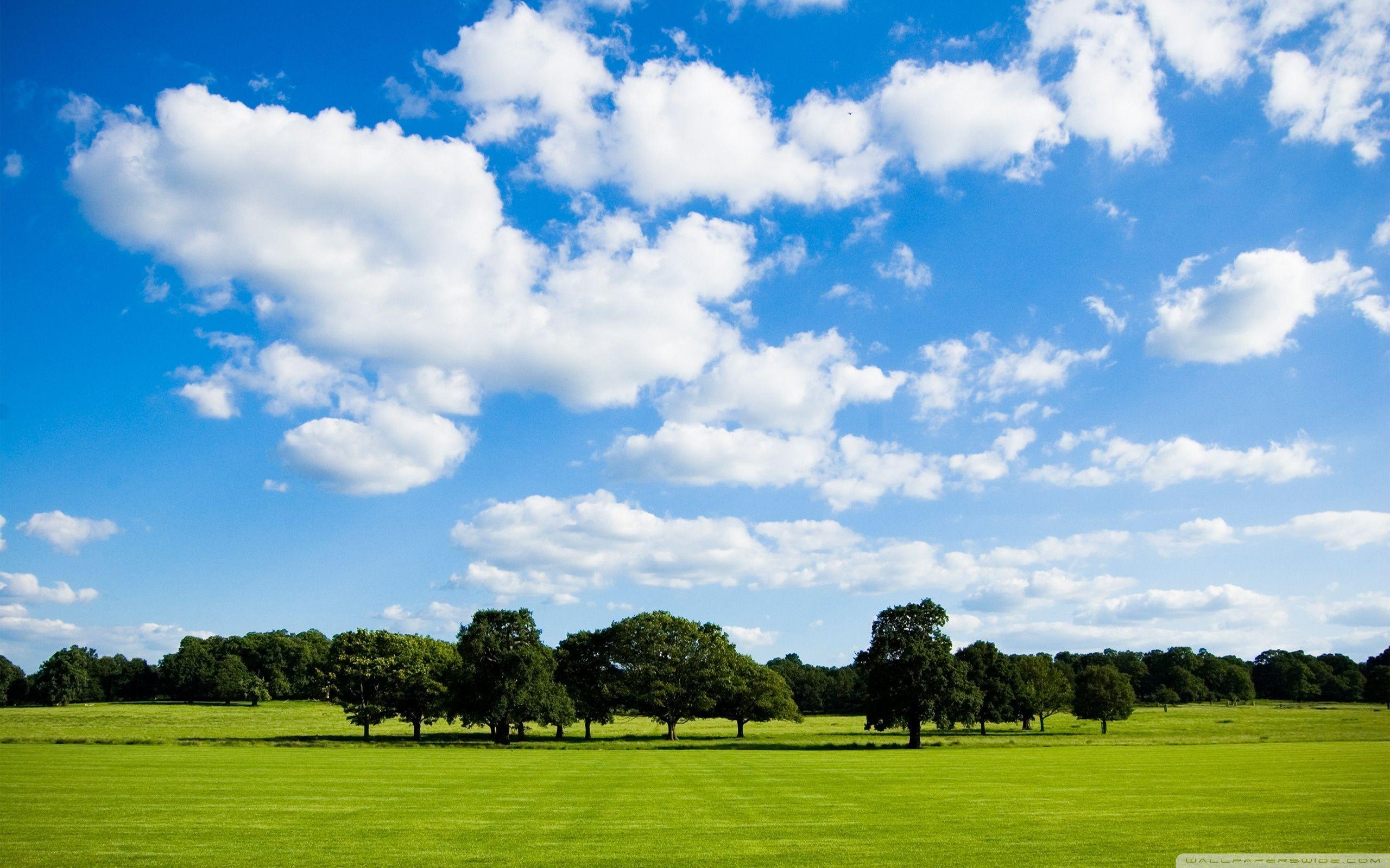2560x1600 Peaceful Meadow Ultra HD Desktop Background Wallpaper for 4K UHD