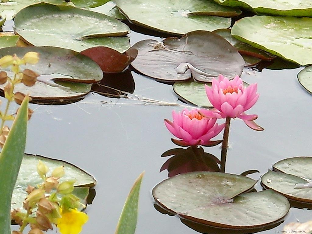 1024x768 Peaceful Desktop Wallpaper, Picture