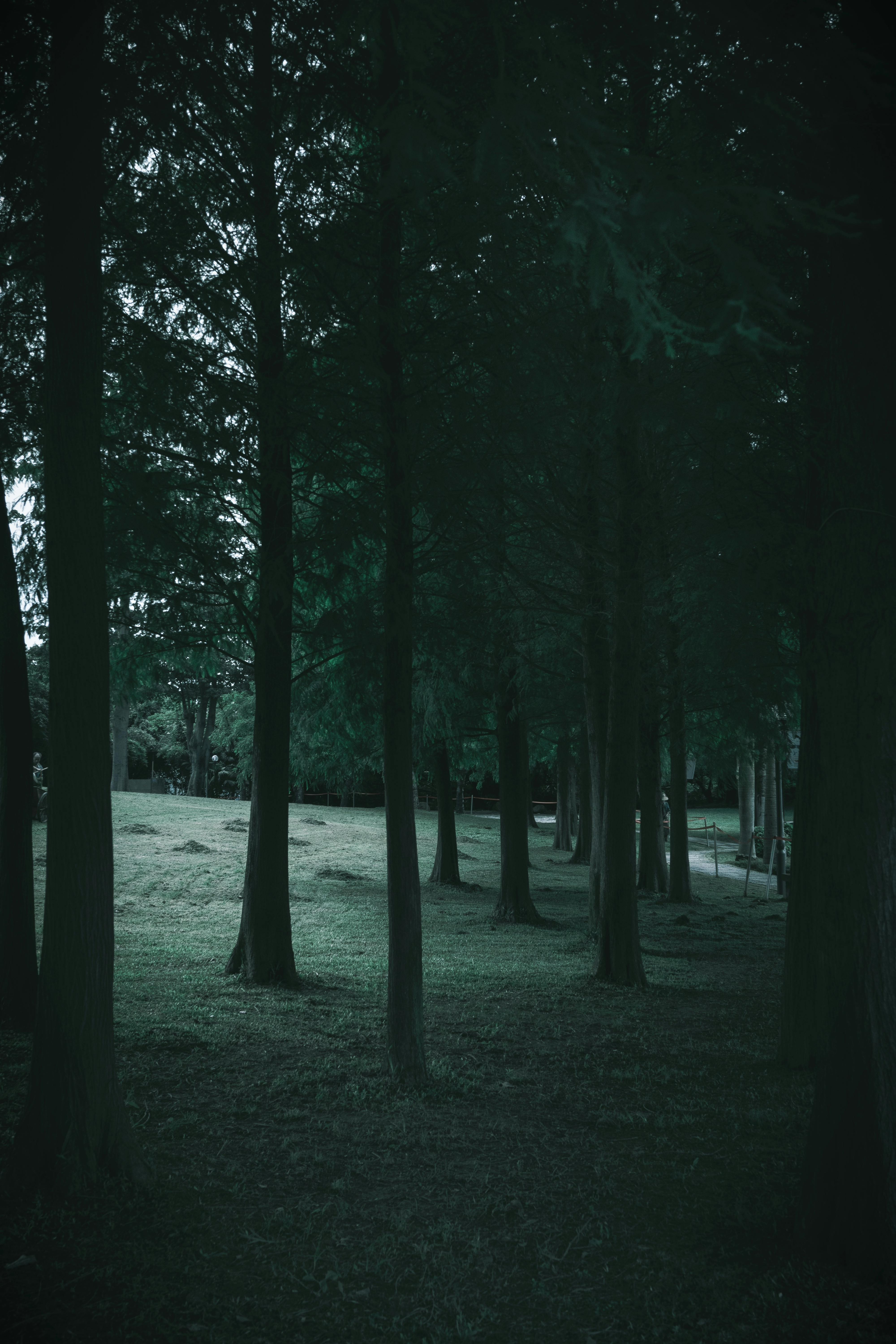 4000x6000 Dark Green Forest Photo, Download The BEST Free Dark Green Forest & HD Image