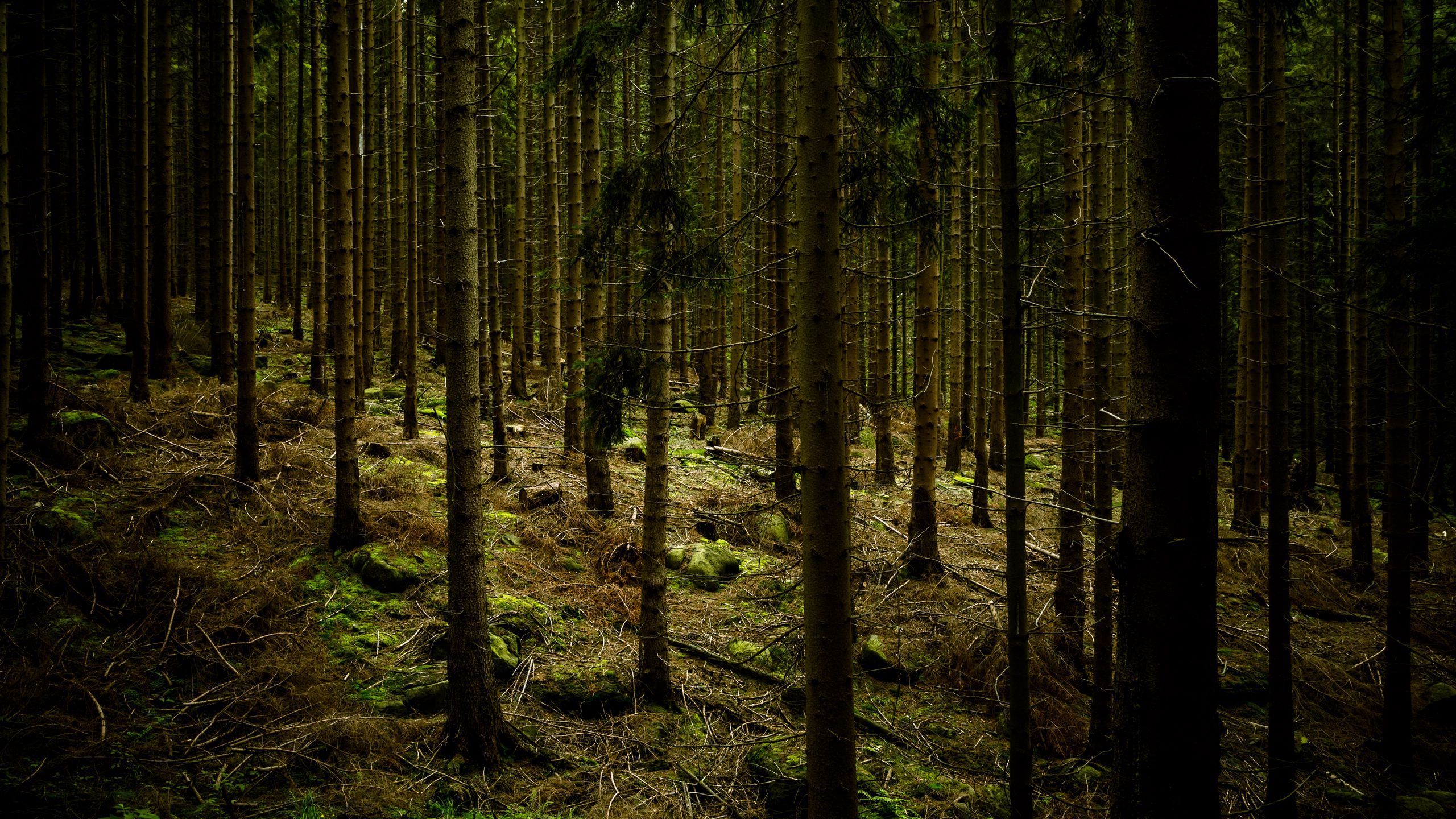 2560x1440 Download wallpaper 2560x1440 dark, forest, trees, gloomy widescreen 16:9 HD background