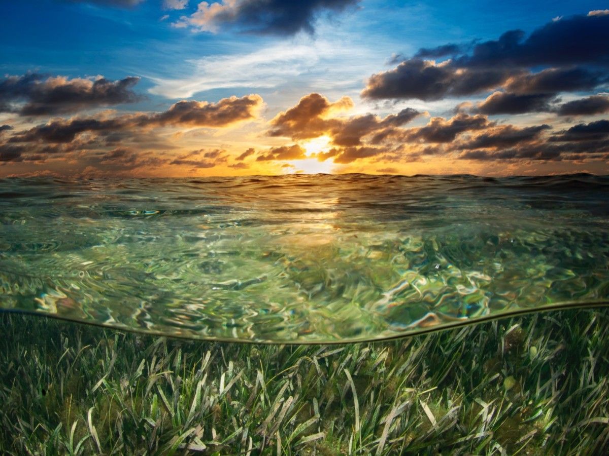 1200x900 Puerta Azul. Seagrass: The Undiscovered World Of Roatan