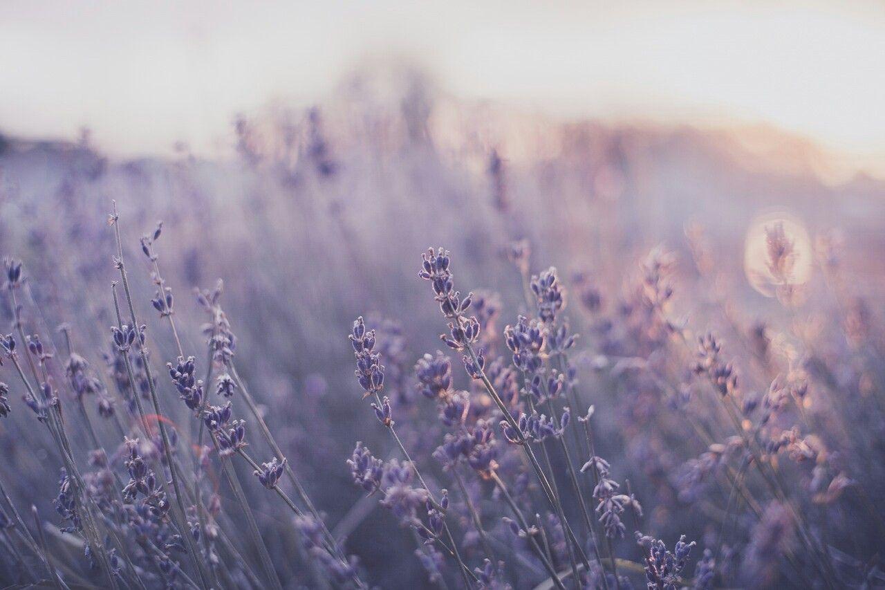 Wonderful Pictures Lavender wallpaper Thoughts Regardless of whether movie  township or even the land lavender is essent  Vintage plakater Lilla  Baggrund iphone