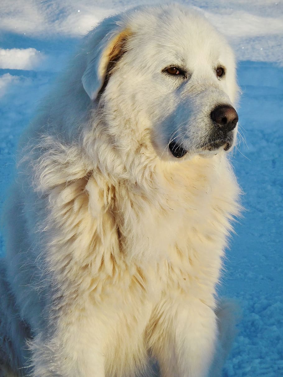 Great Pyrenees Wallpapers - Top Free Great Pyrenees Backgrounds - WallpaperAccess