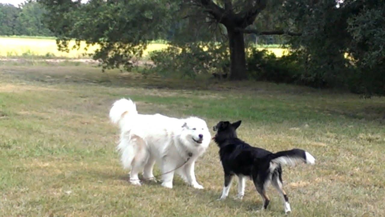 1920x1080 Great Pyrenees at play with an Alaskan Sled Dog