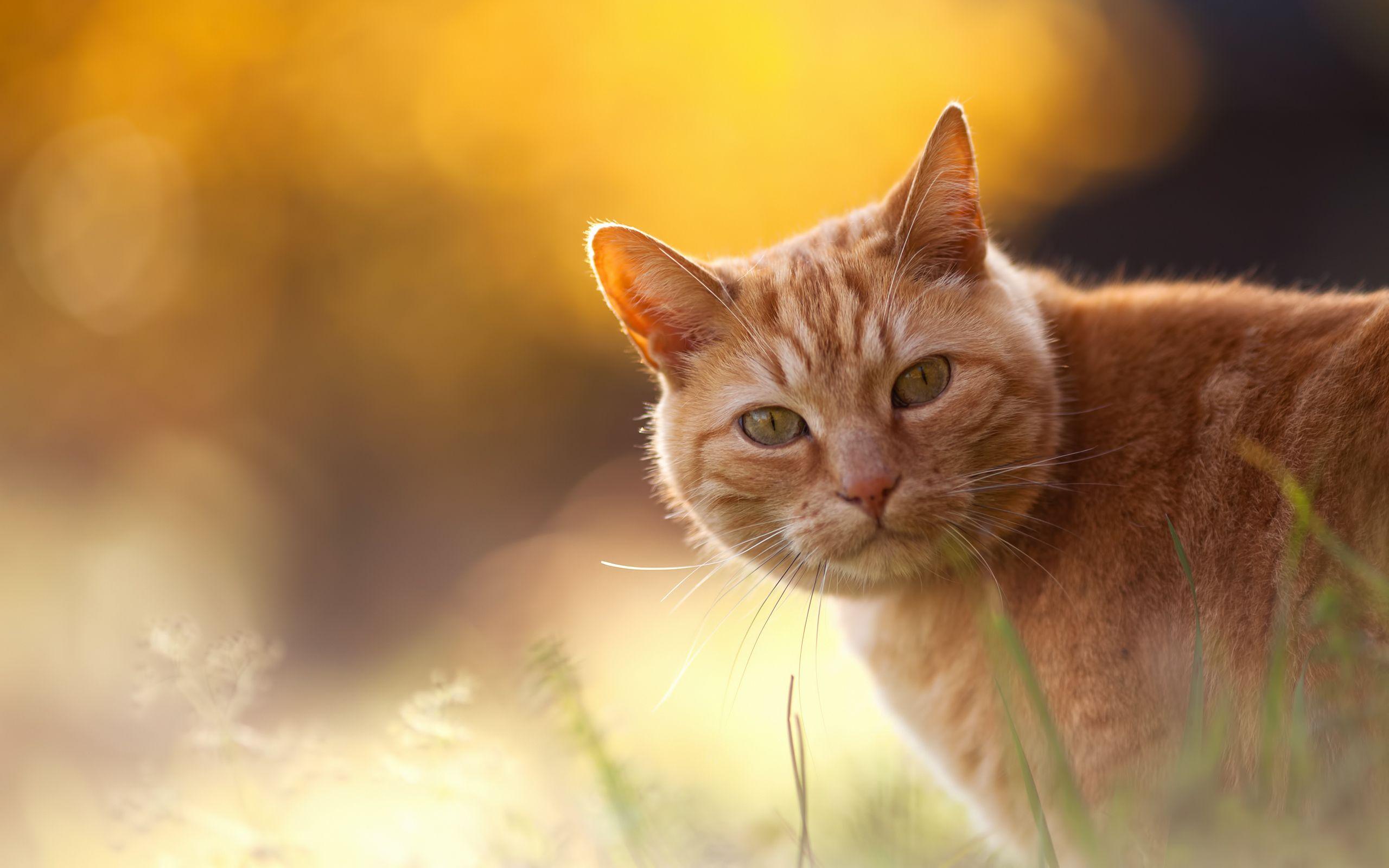 Orange Cat Wallpaper  HD Wallpapers of Orange CatsAmazoncomAppstore  for Android