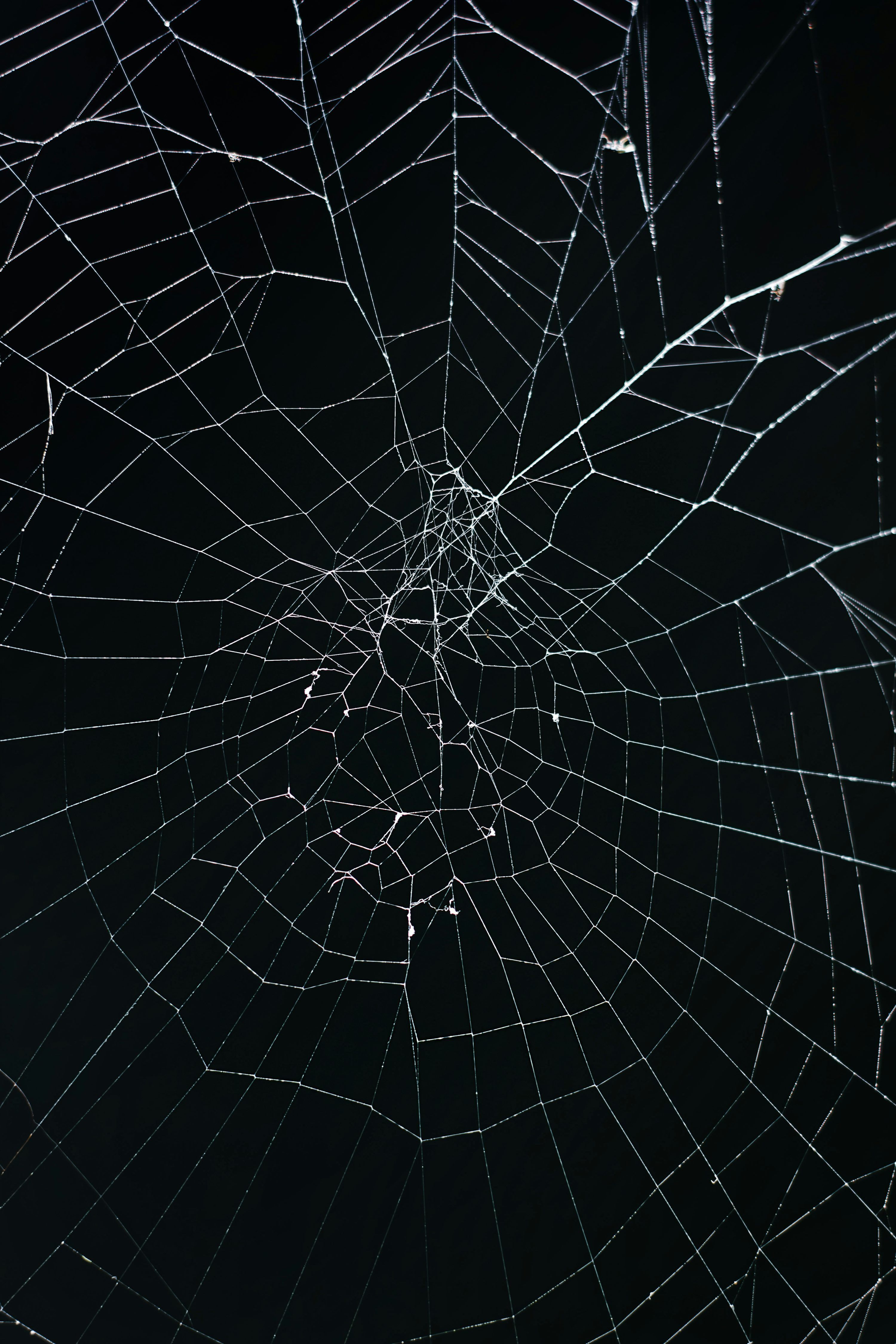 3000x4500 A close up of a spider web on a black background photo