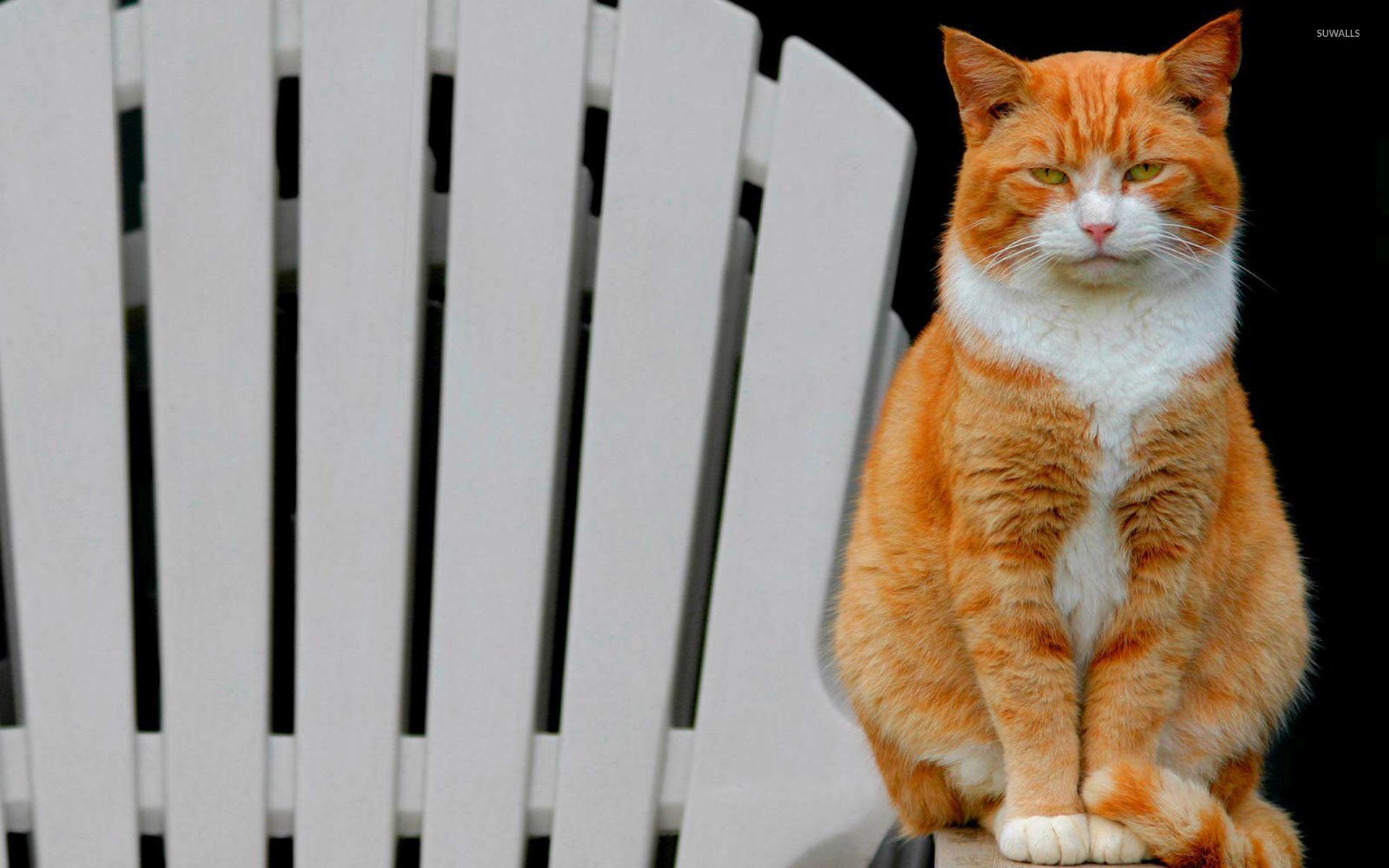 1920x1200 Bored orange cat on the chair wallpaper wallpaper