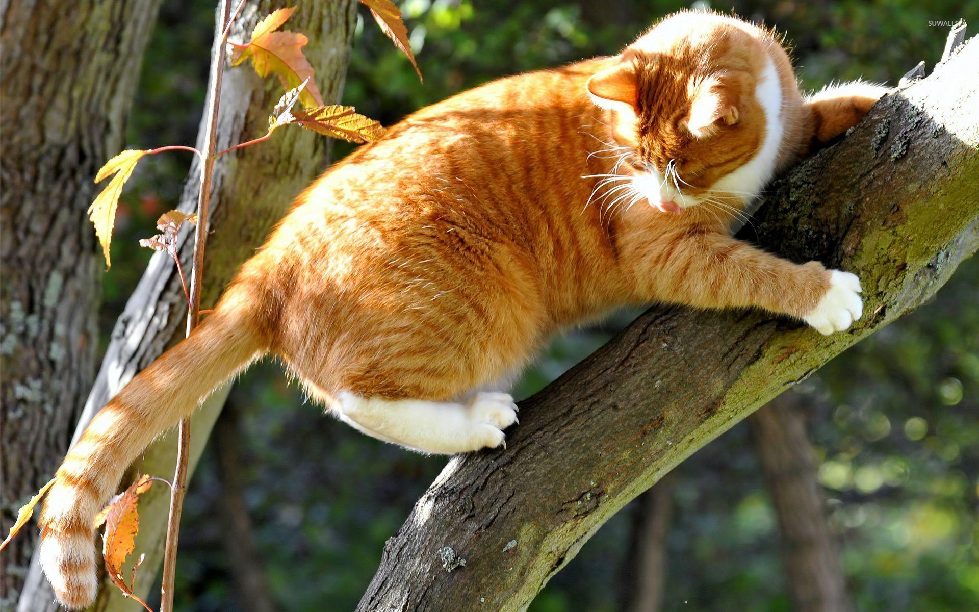 1920x1200 Orange Cat Wallpaper