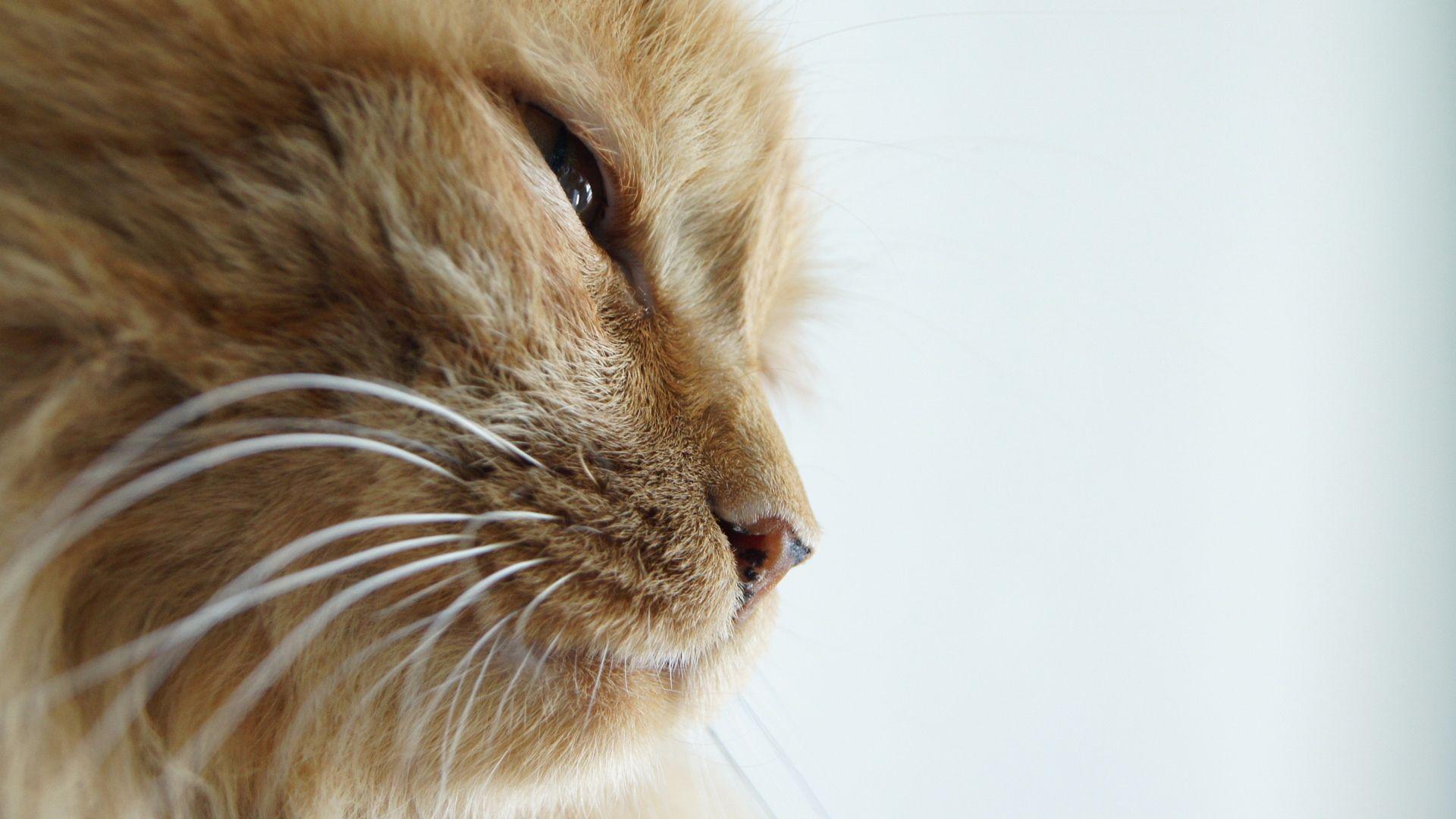 1920x1080 Orange Cat wallpaper. Orange Cat