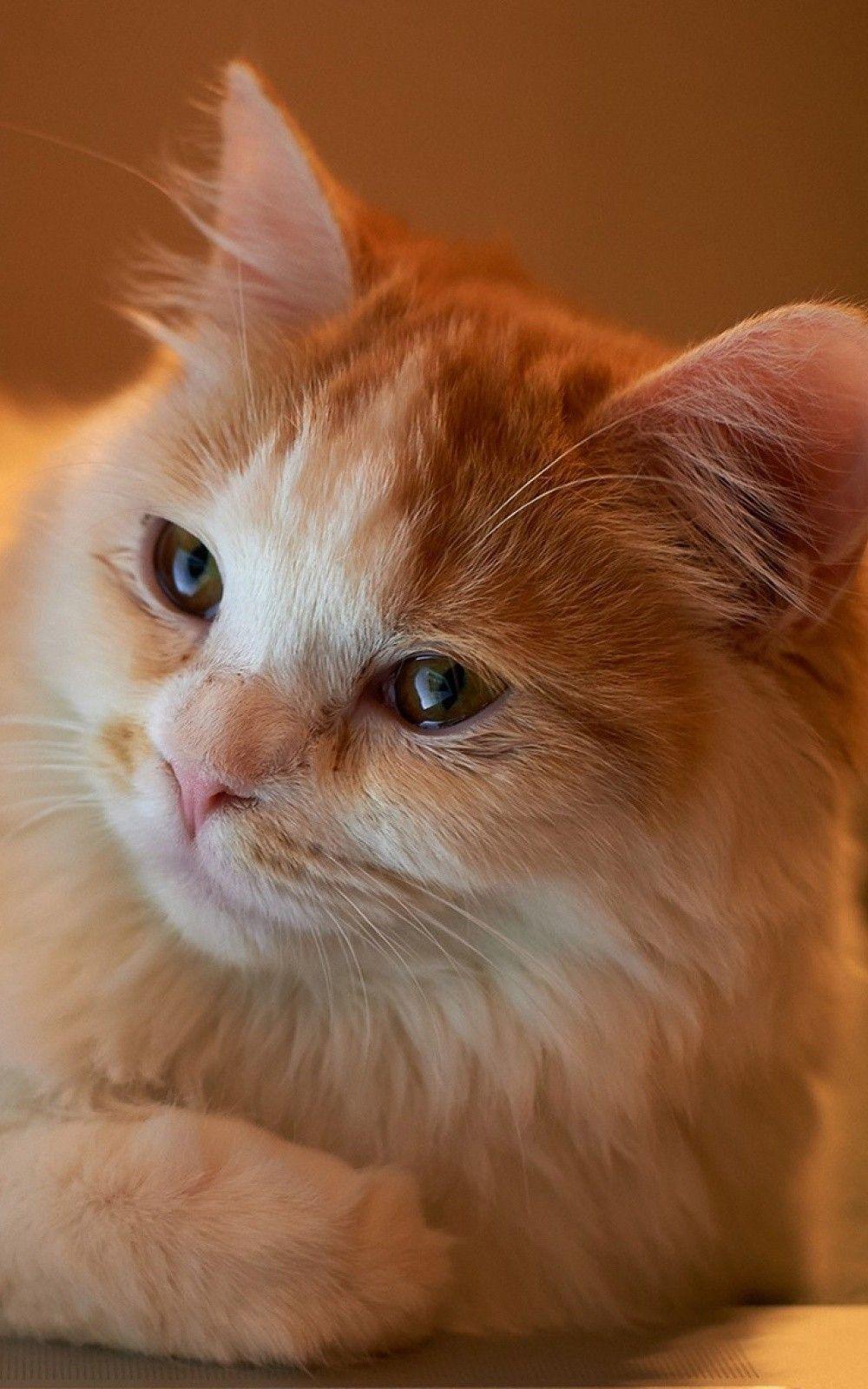1000x1600 Animals iPhone 6 Plus Wallpaper Fluffy Cat iPhone 6 Plus